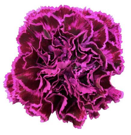 Di St Nobbio Violet 65