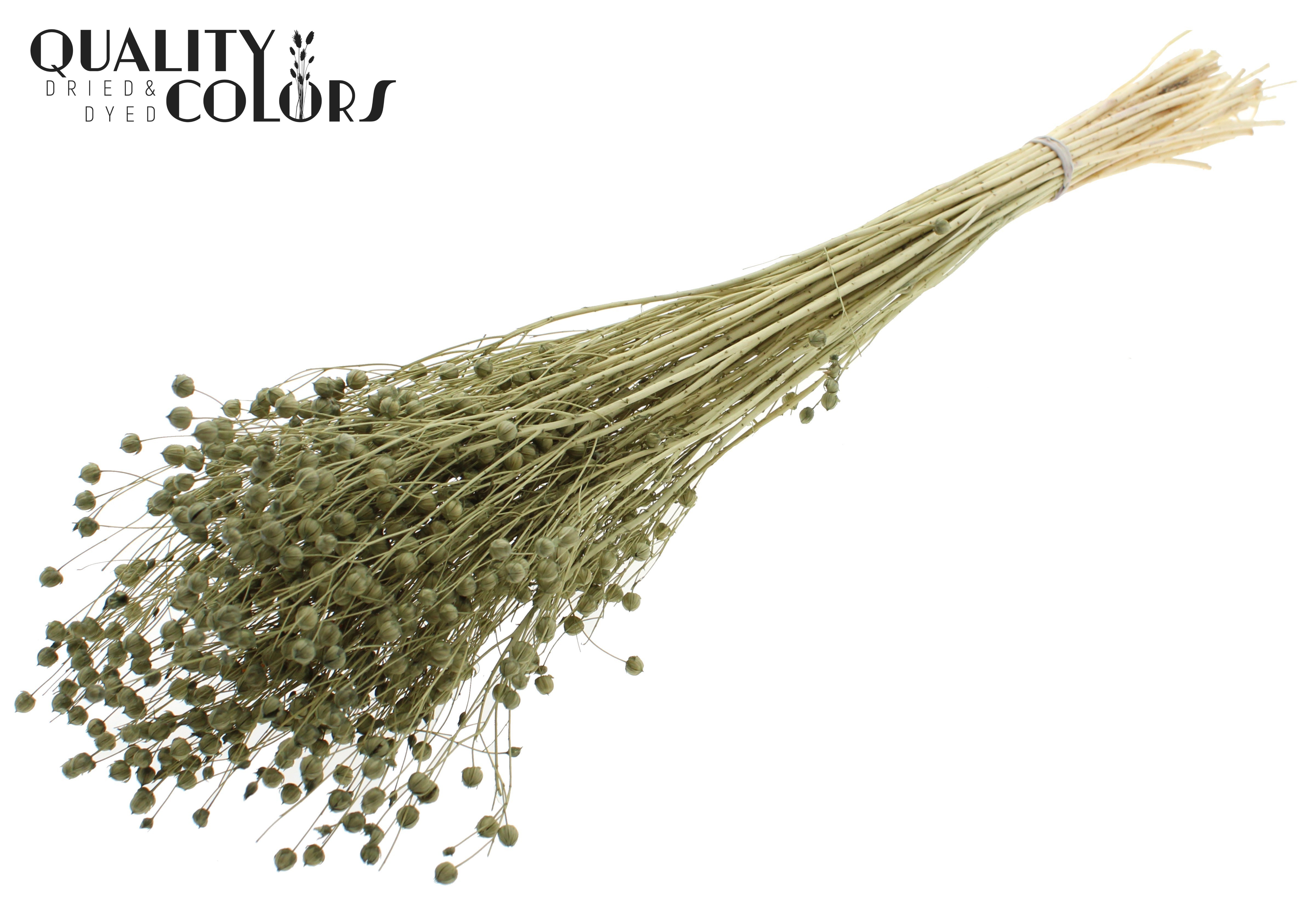 Lino Flax Intense Olive Per Bunch 70cm