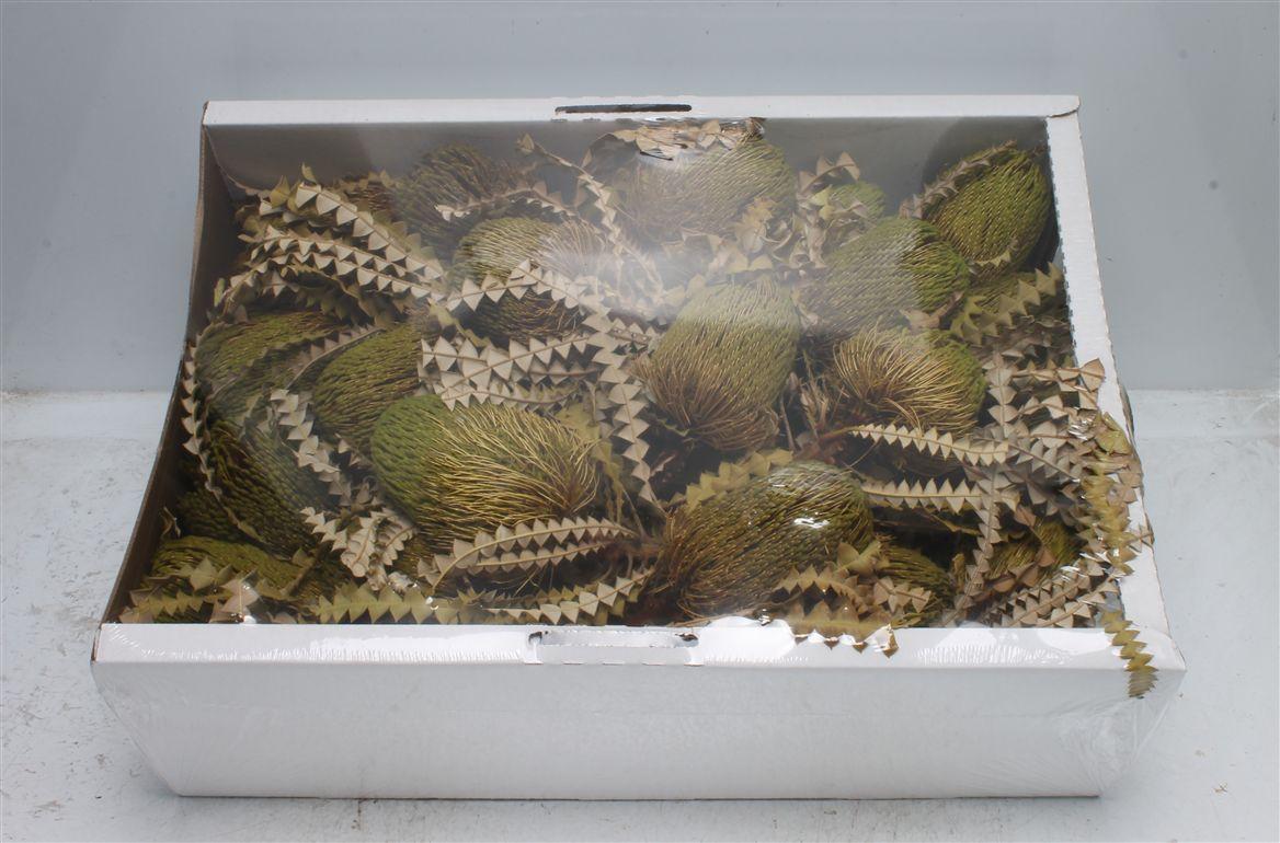 Banksia Speciosa Basil ( X 30 St )