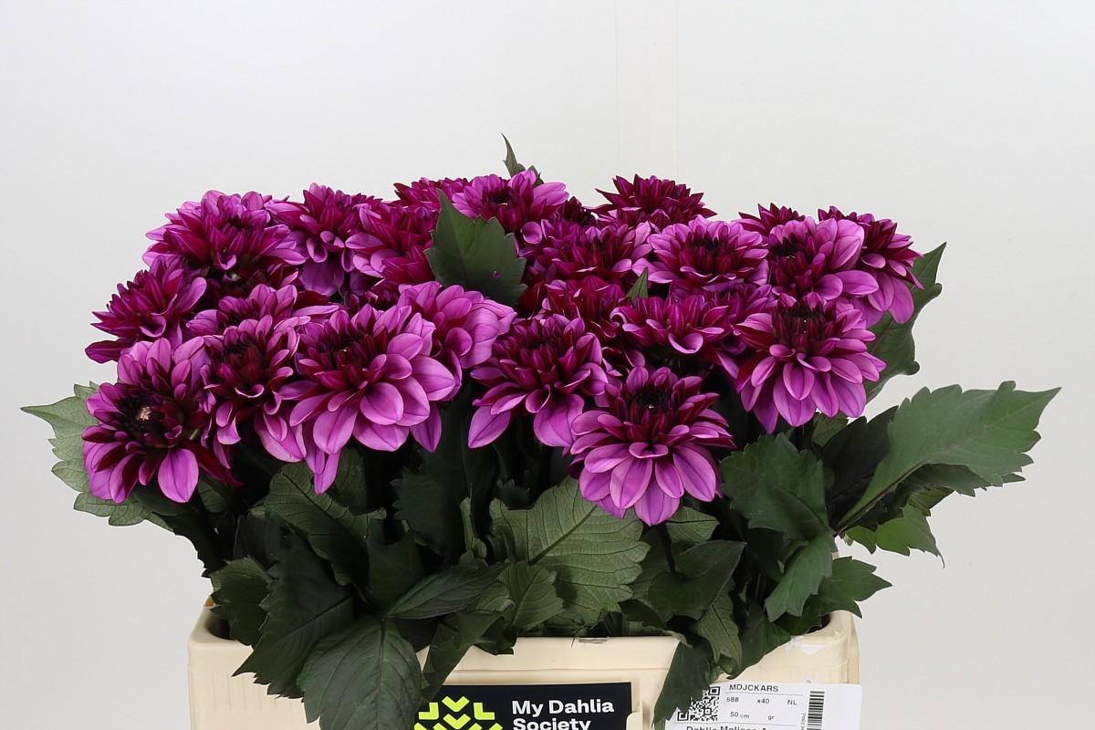 Dahlia Melissa Anne Marijke