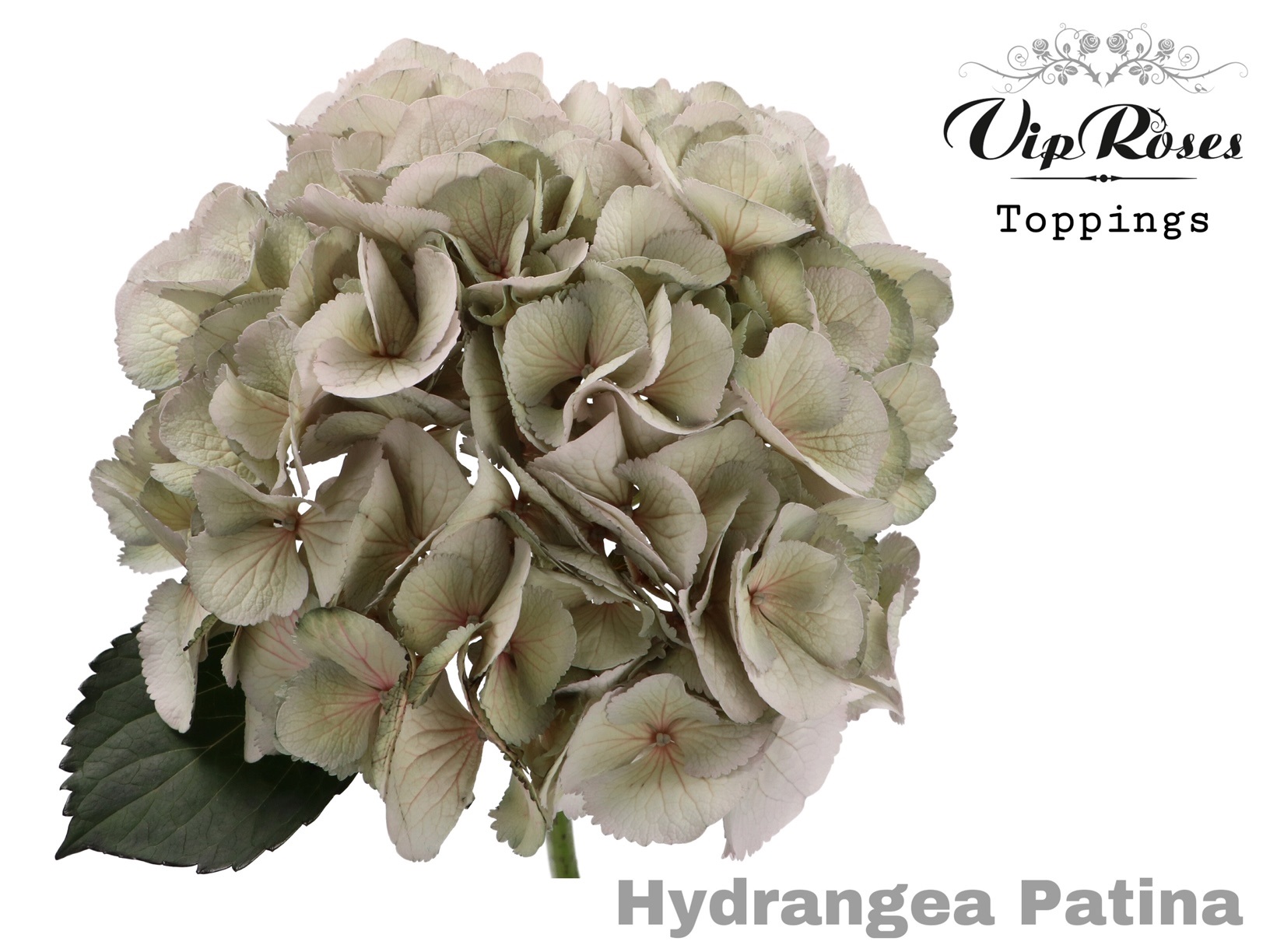 Hydrangea Painted Patina 60cm 18-20cm Hd
