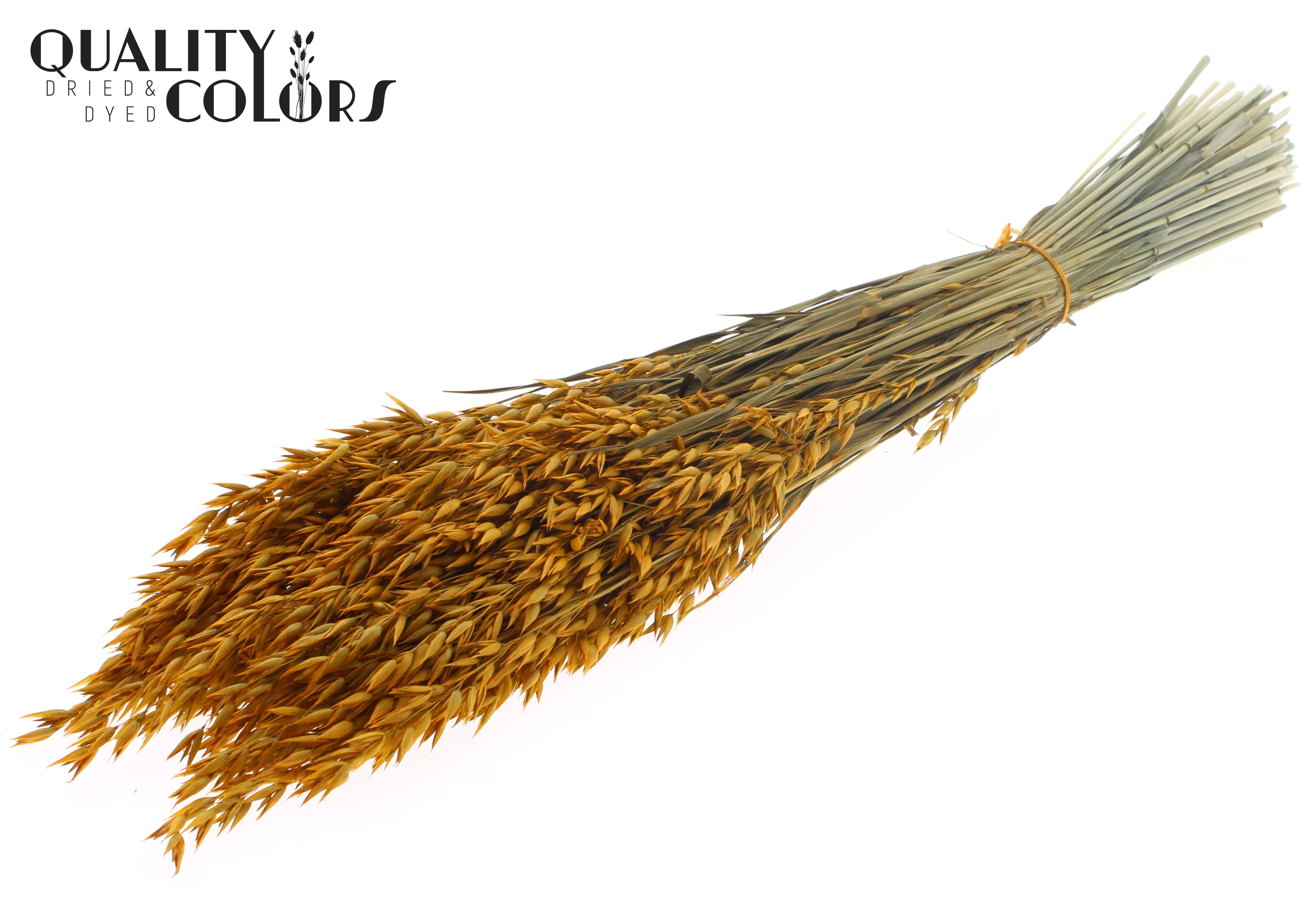 Avena Apricot Per Bunch 60cm