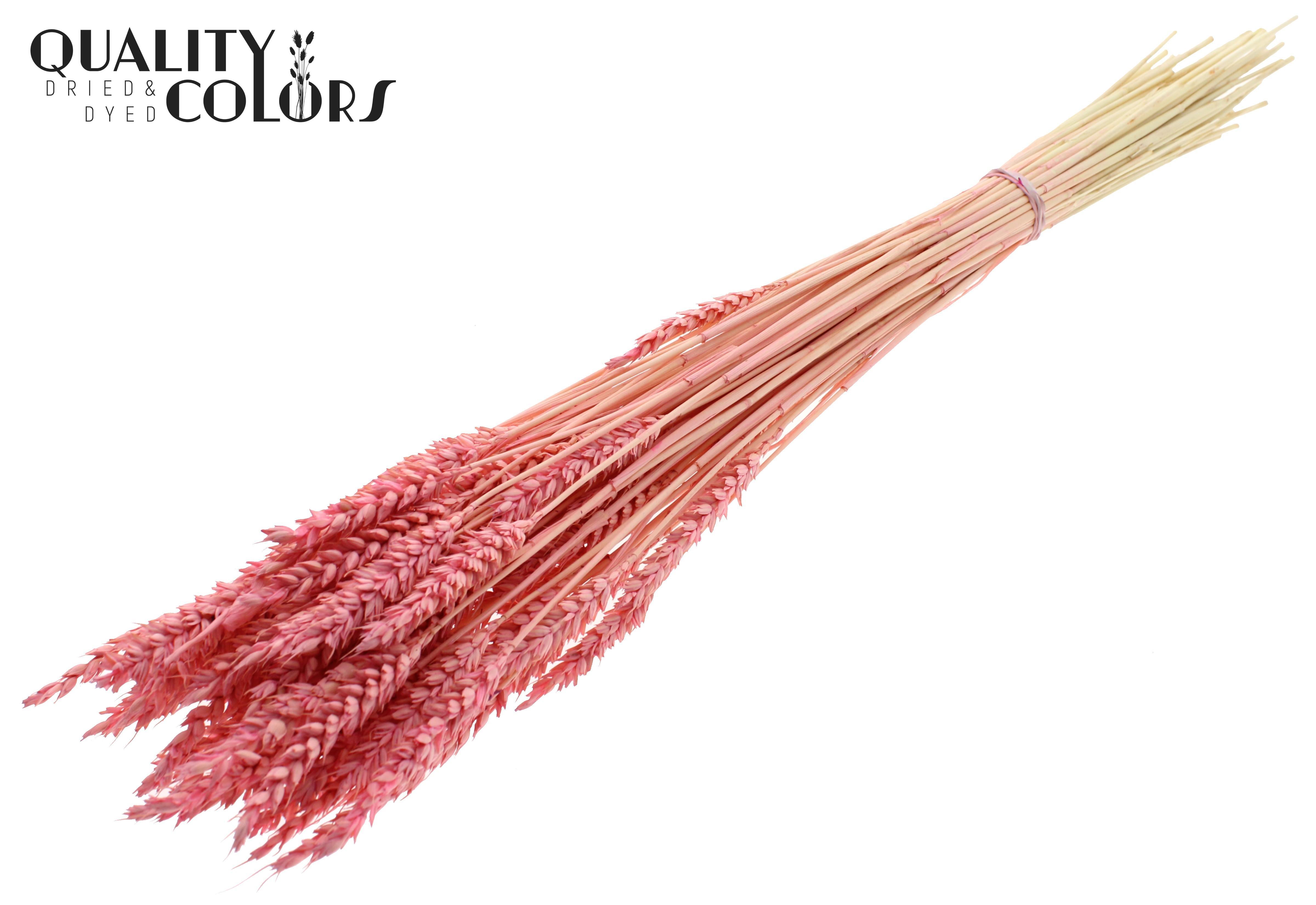 Triticum Intense Frosted Pink Per Bunch 60cm