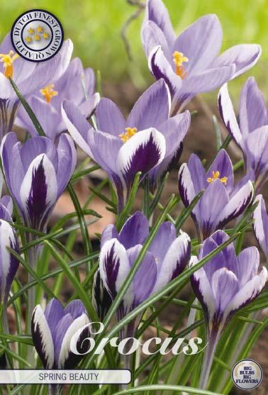 Crocus Spring Beauty X10