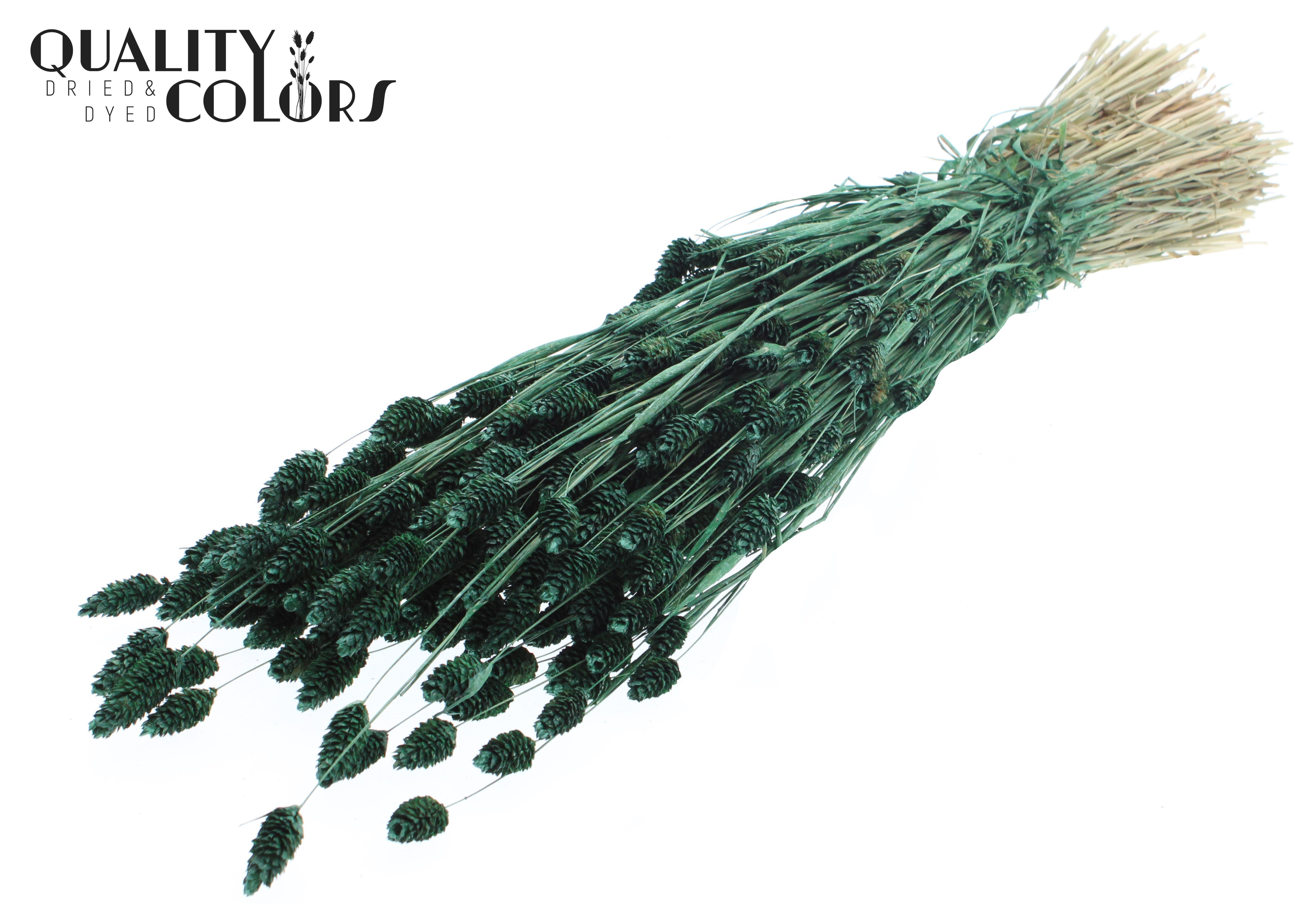 Phalaris Pearl Green Per Bunch 60cm 220gr.
