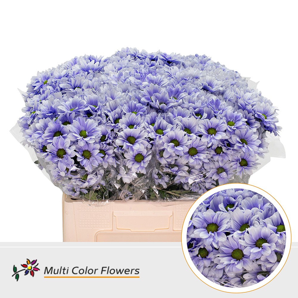 Chrysanth Spray Painted Kennedy Pastel Milka 60cm
