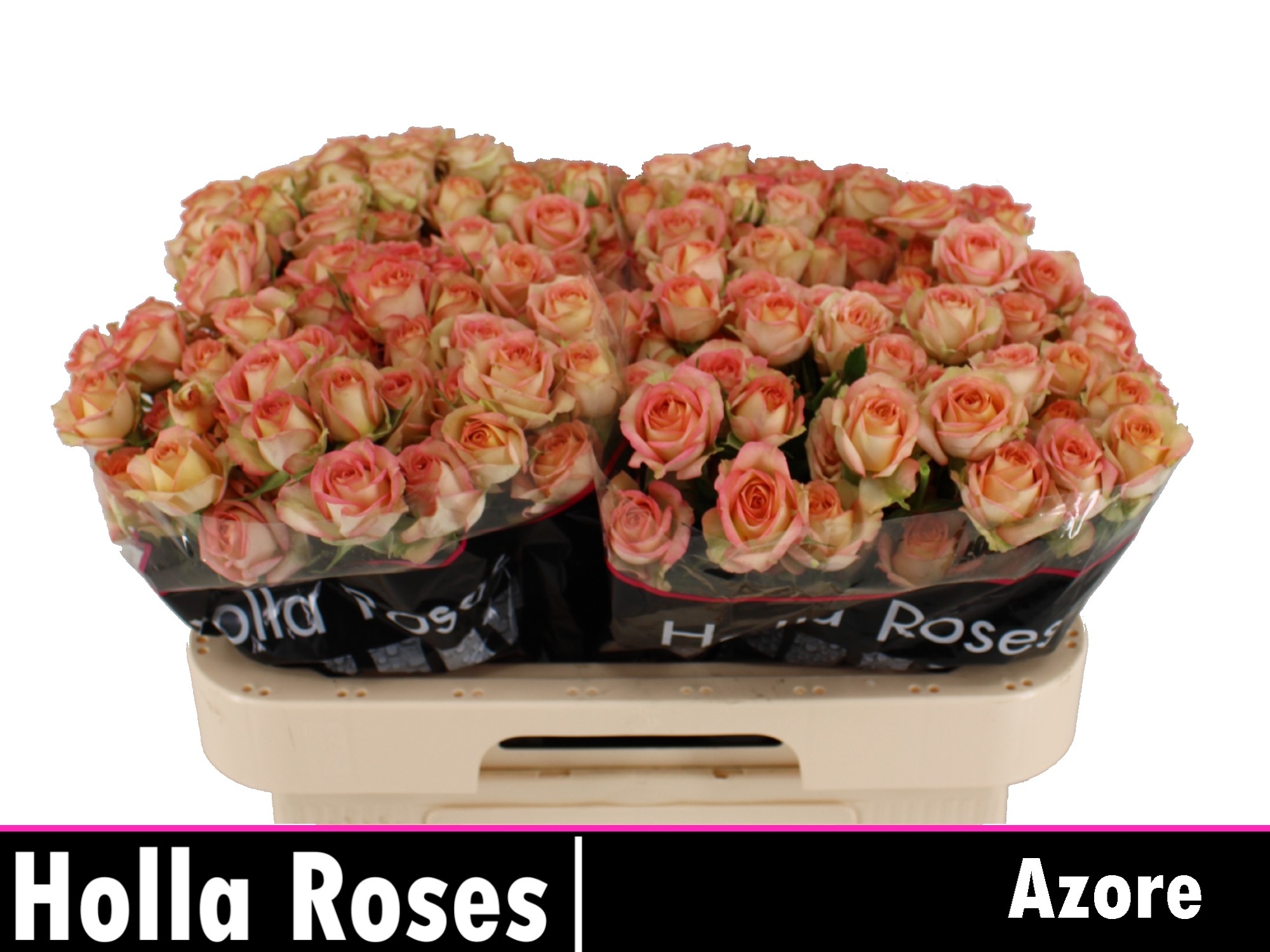 Rosa Spr Azore 60cm