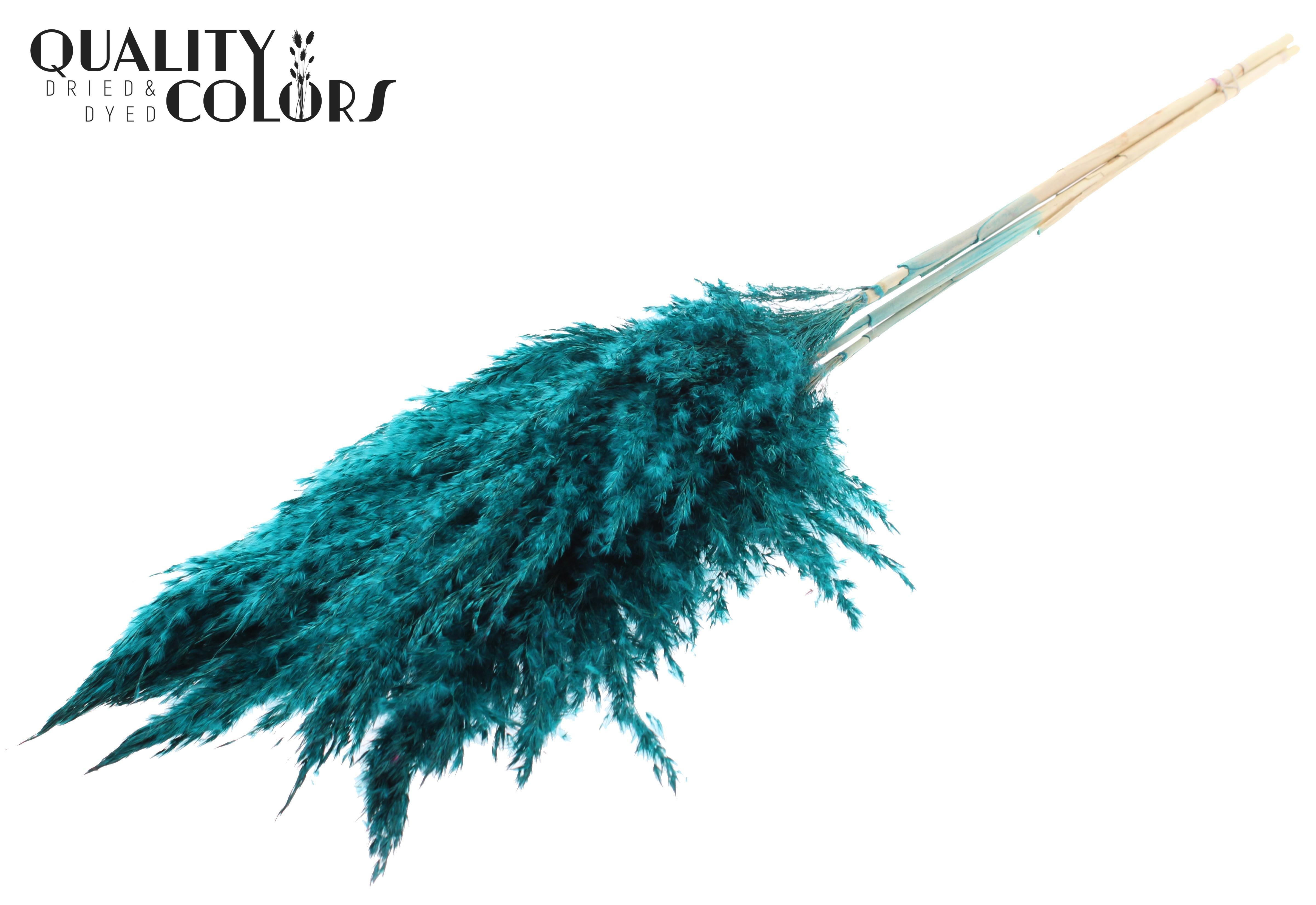 Pampas Grass Turquoise Per Bunch 100cm