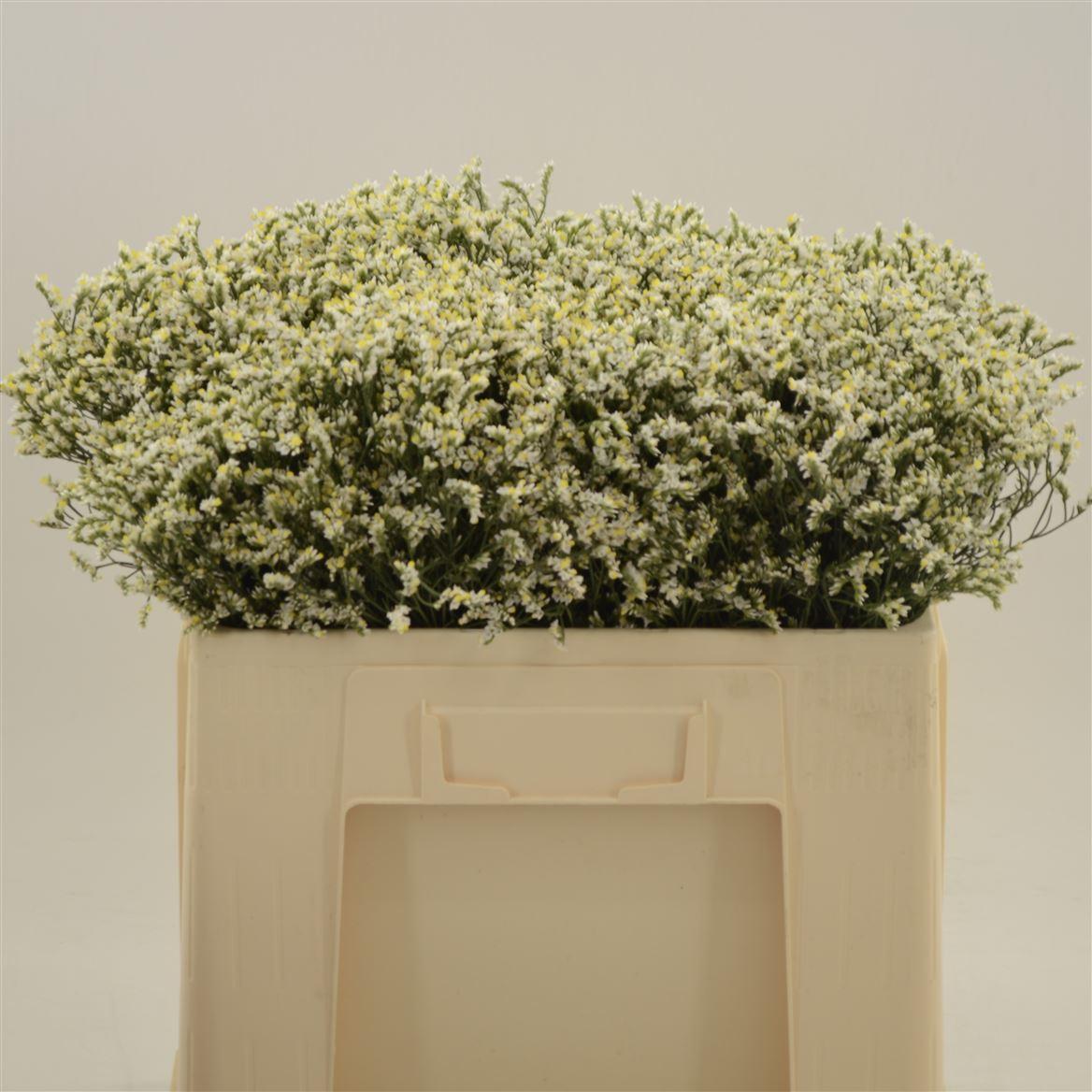 Limonium Sinense China White
