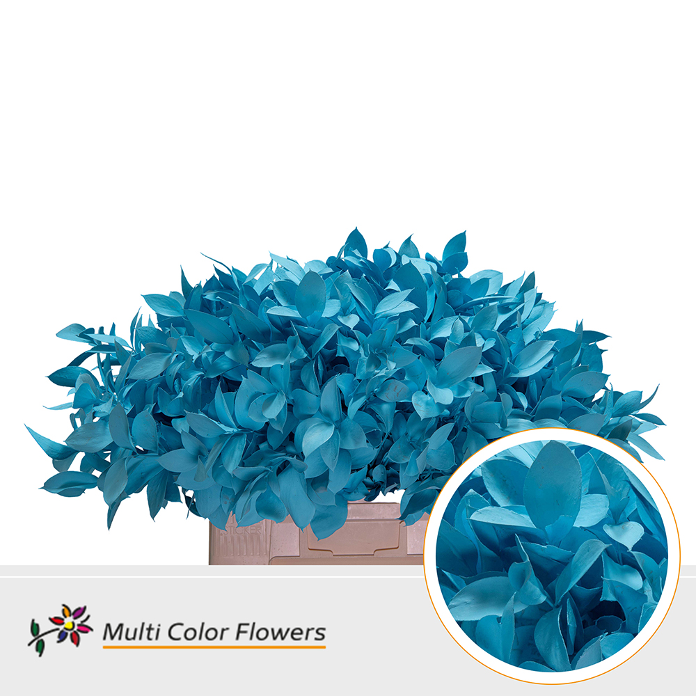 Ruscus Blauw Licht