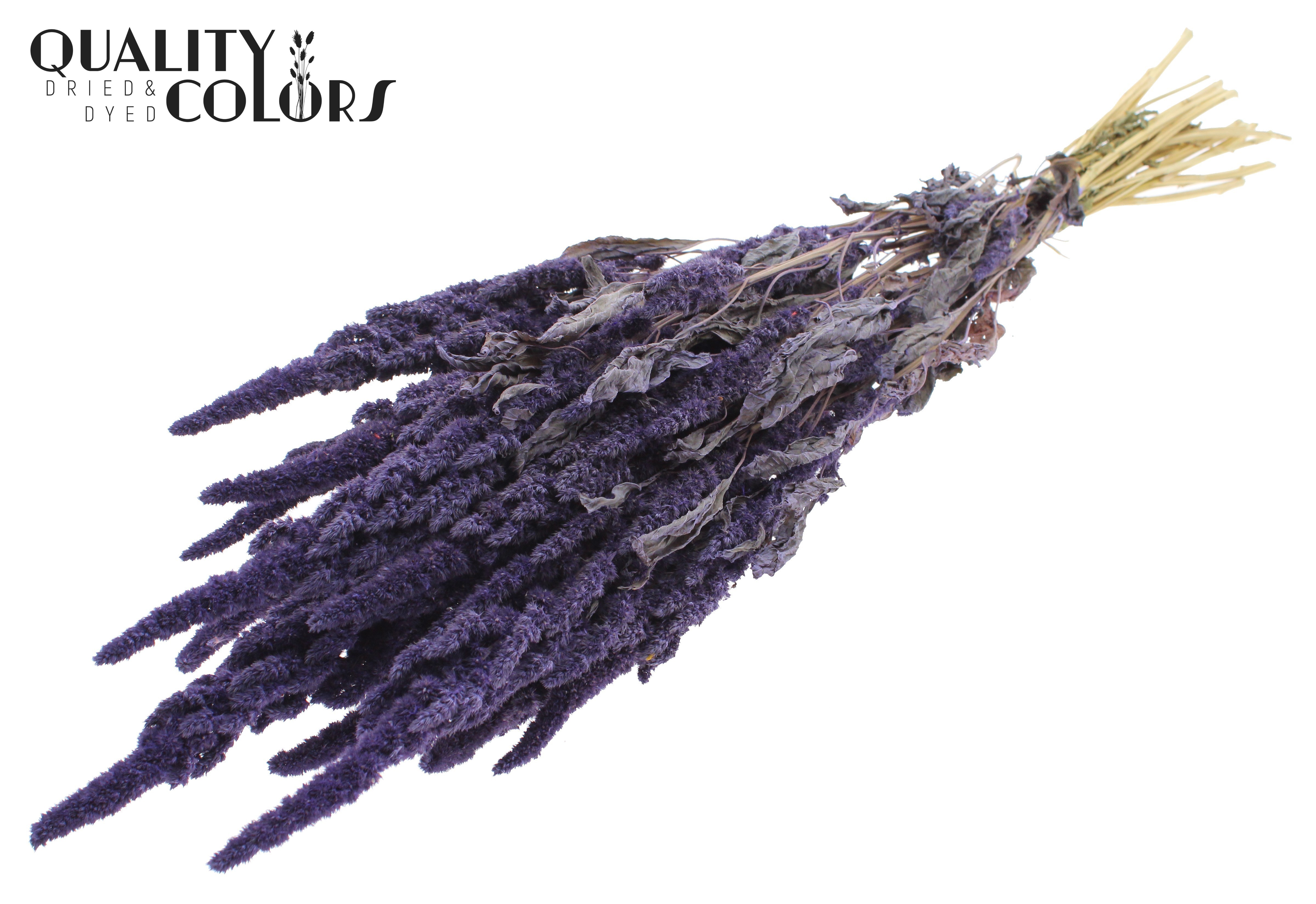 Amaranthus Frosted Milka Per Bunch 60cm