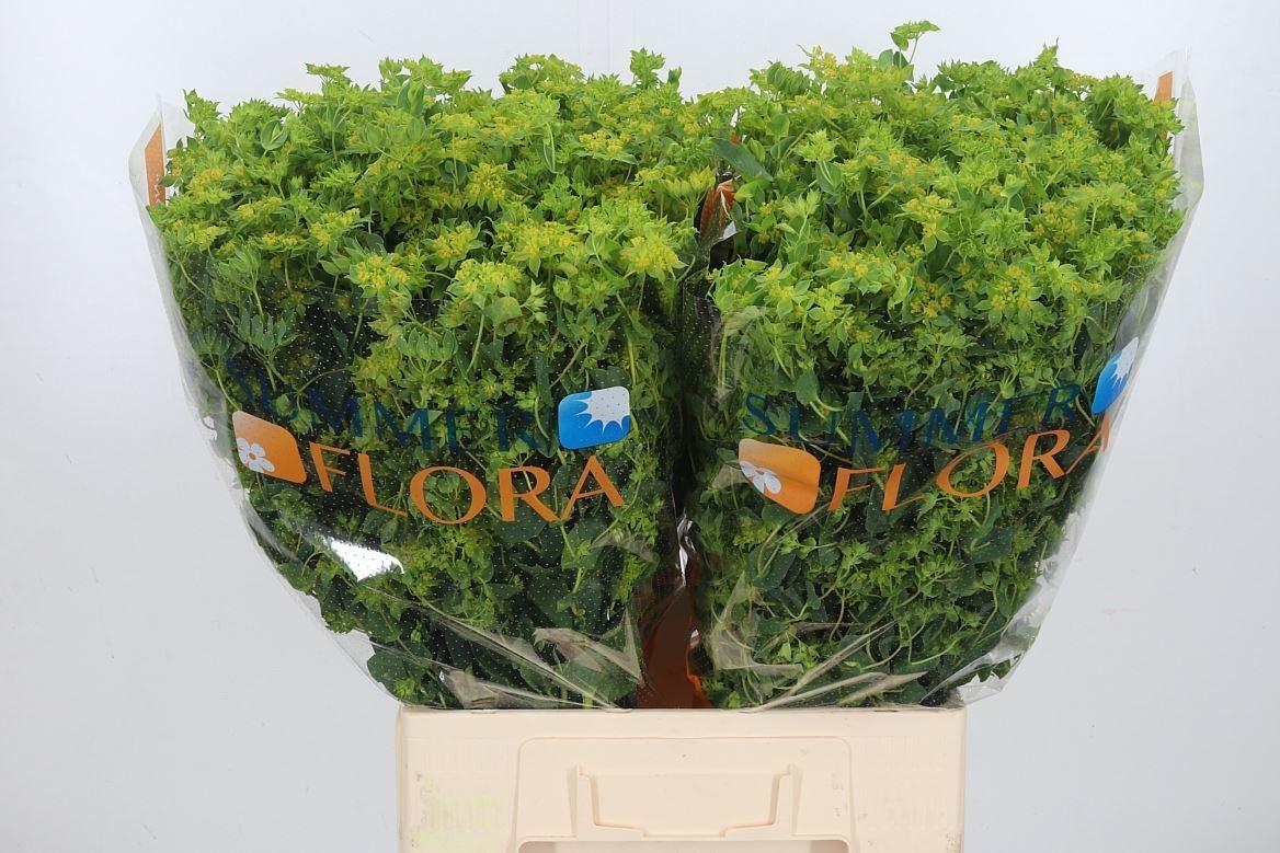 Bupleurum Griffithii