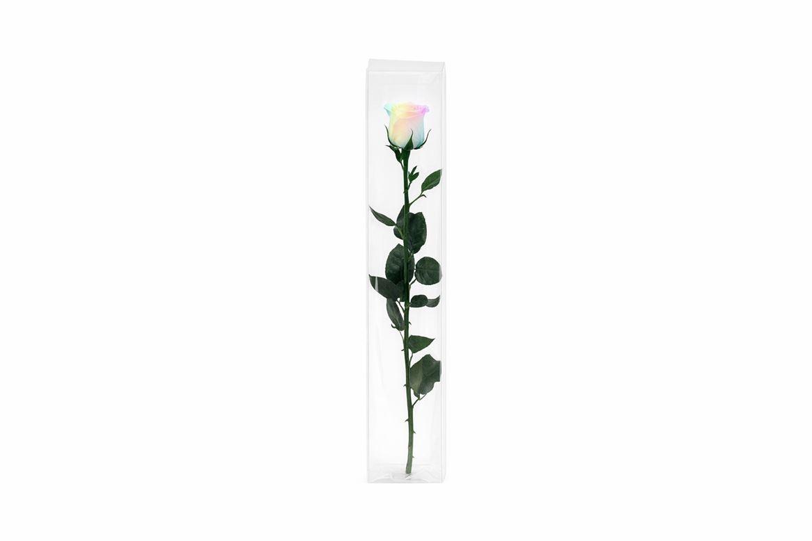 Ro Pres Stem 50cm Rainbow Pastel