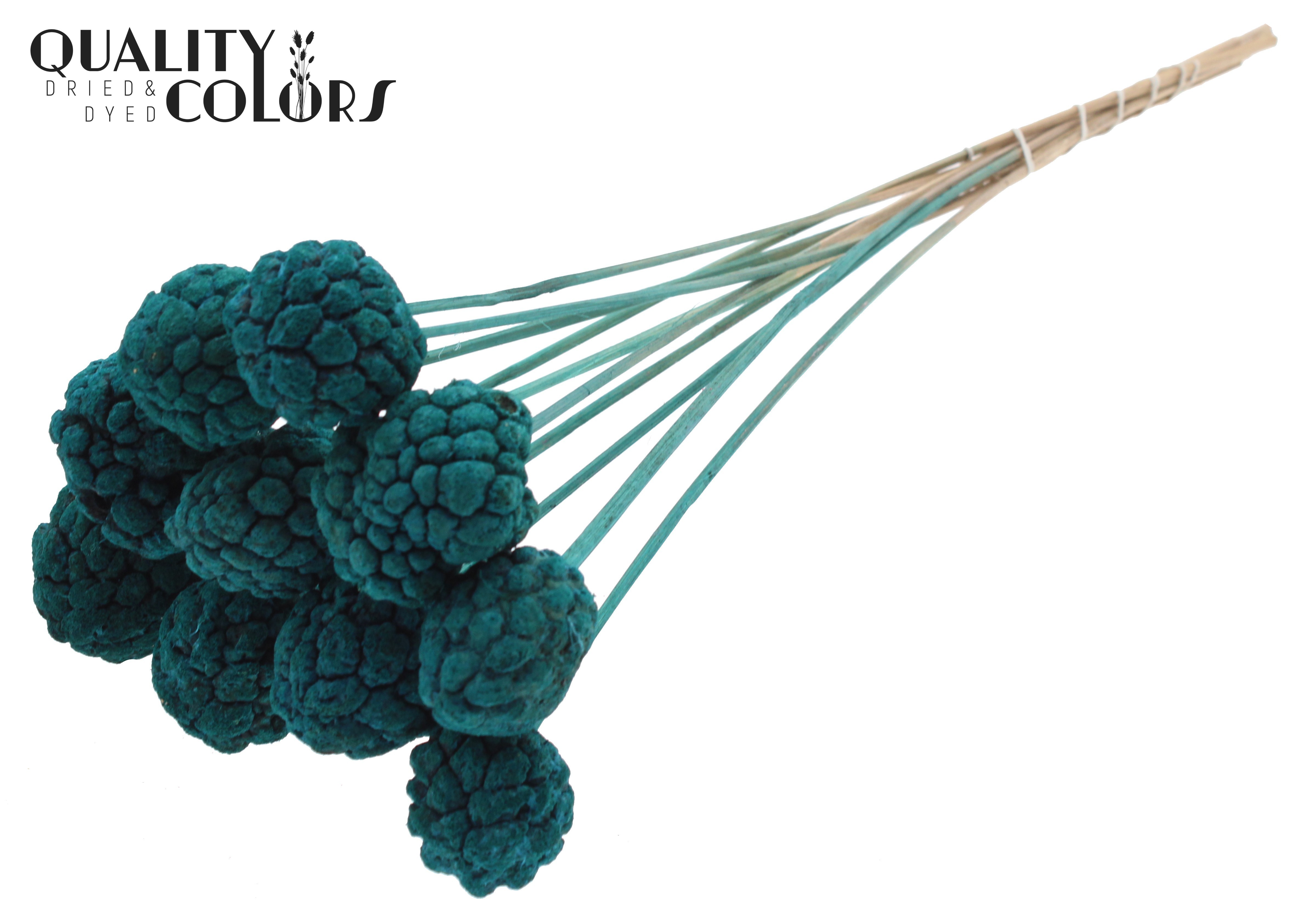 Atta Fruit Intense Turquoise 50cm