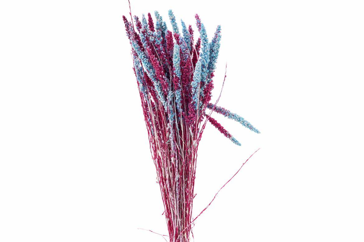 Dried Artz Setaria Rubens Bunch