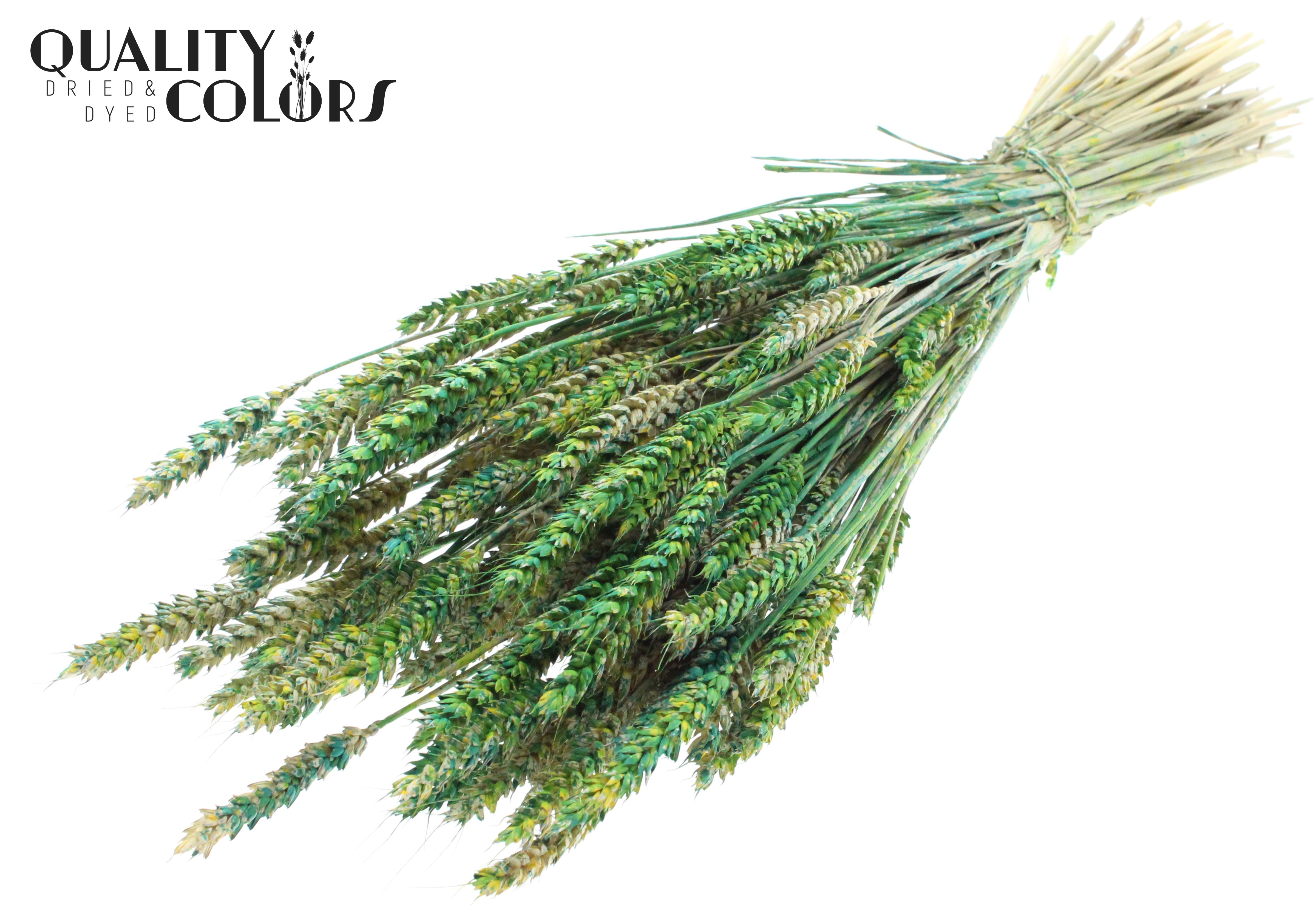 Triticum Green Per Bunch 60cm
