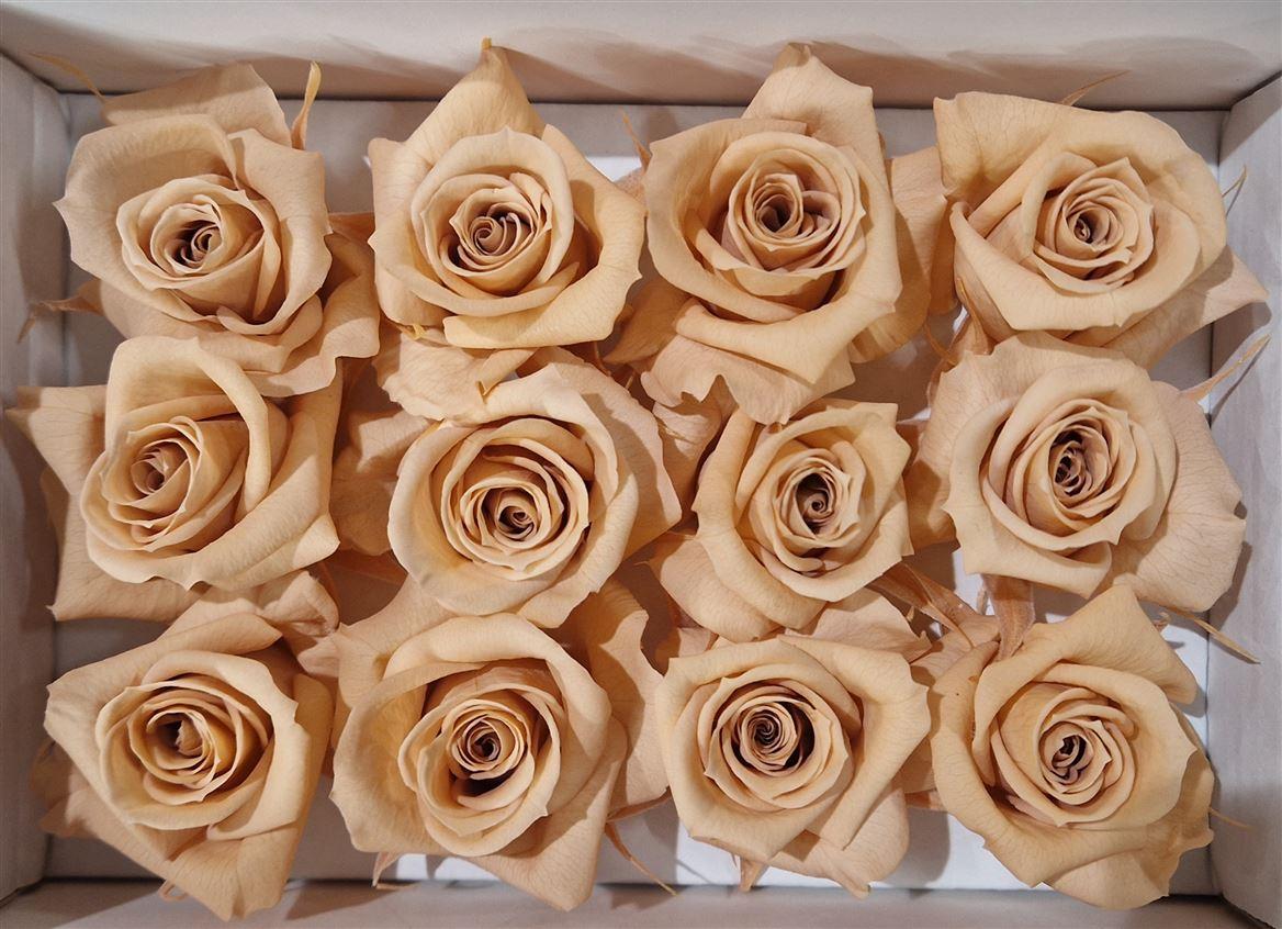 Ro Pres Mini Apricot