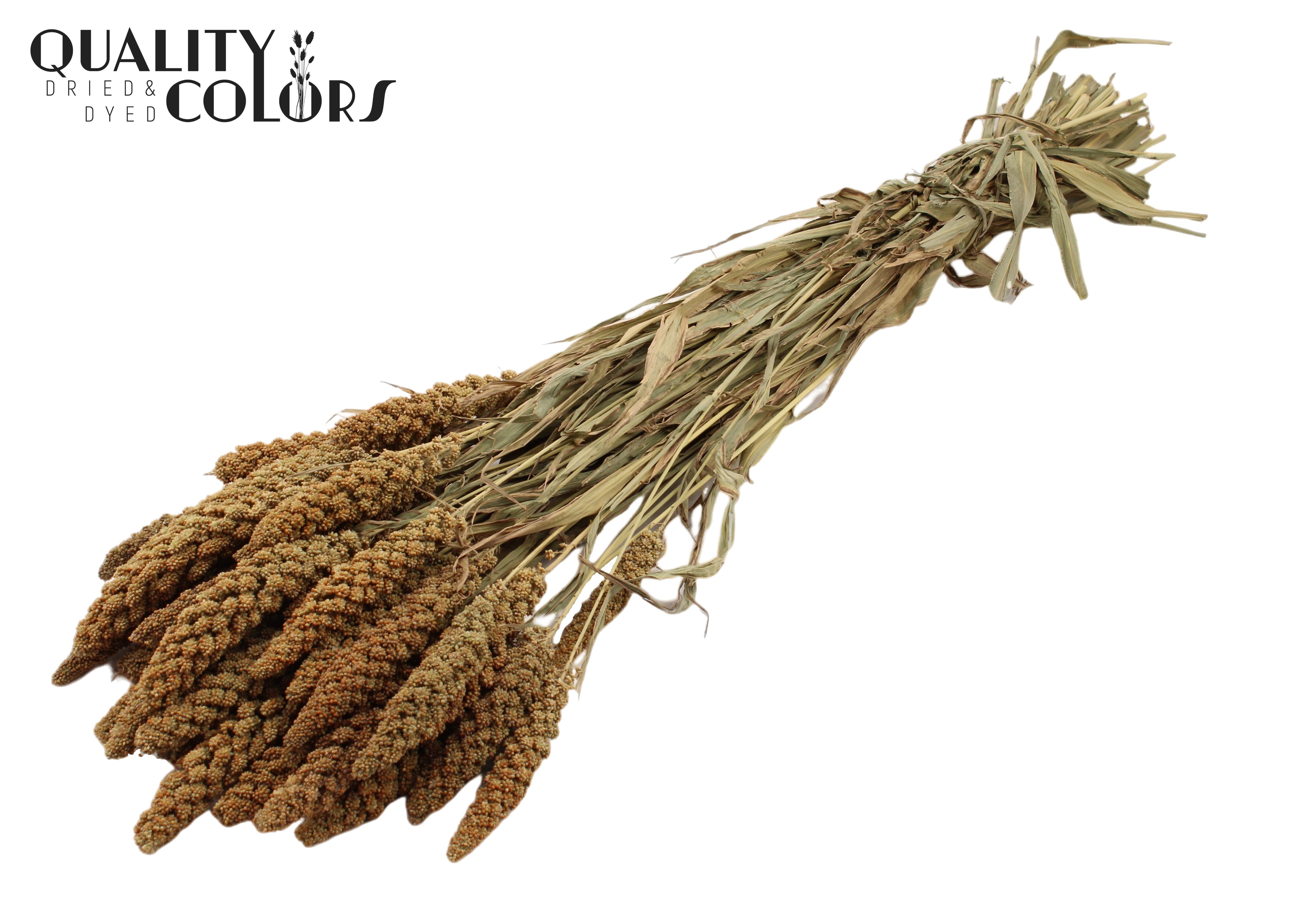 Panicum Natural Per Bunch 70cm