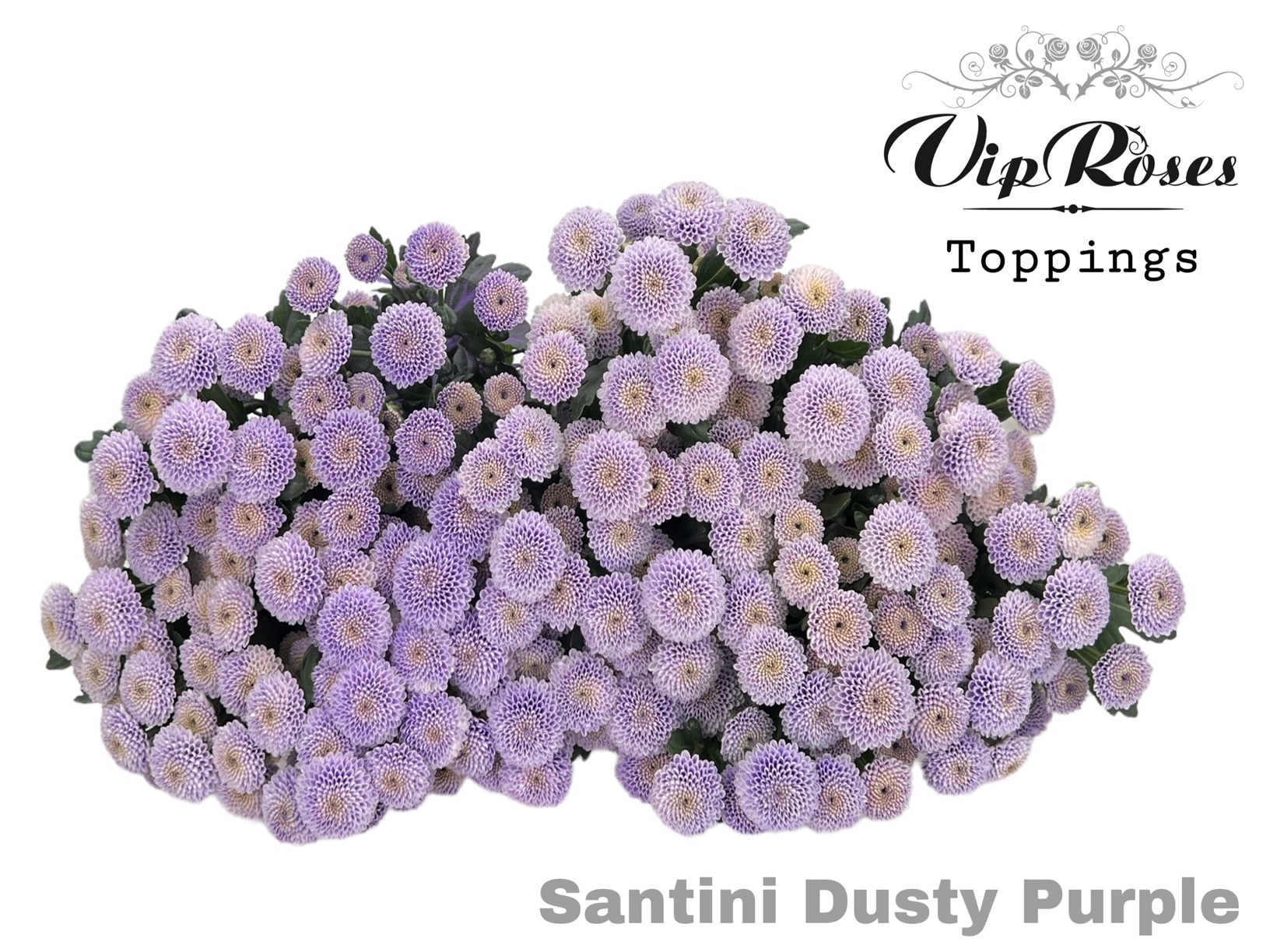 Chr S Dusty Purple 55 cm