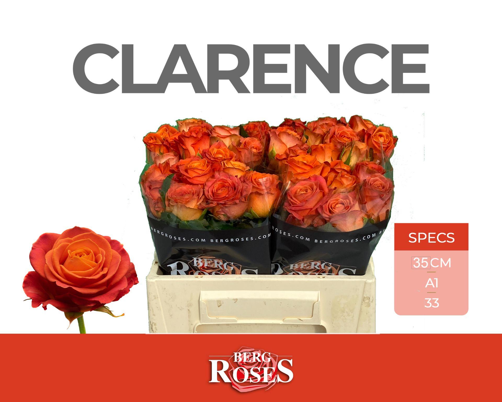 Rosa Clarence+ 35cm