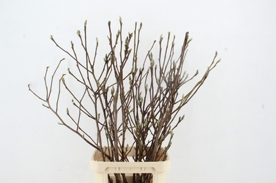 Magnolia MAGNOLIA 120CM | OZ Planten