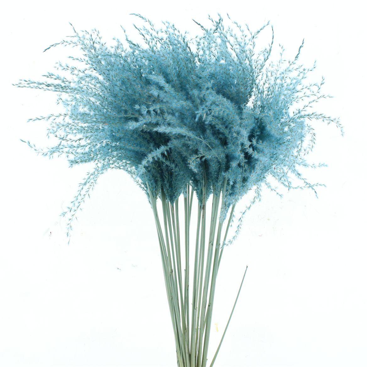Dried Stipa Feather Light Blue