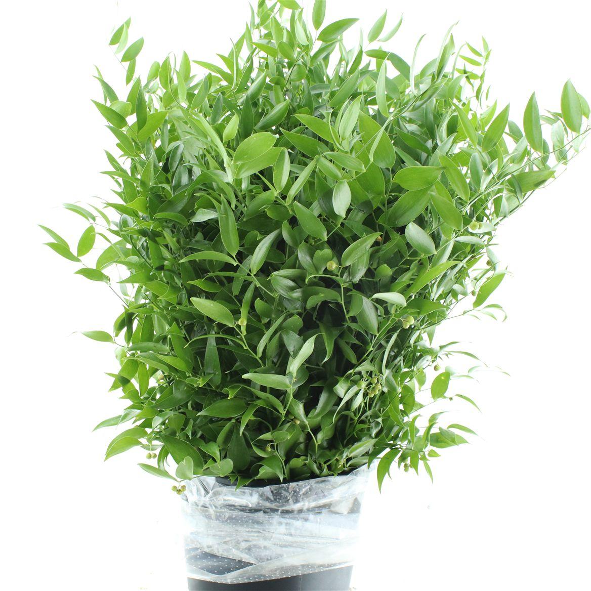 Ruscus Soft Middel 120 Gram