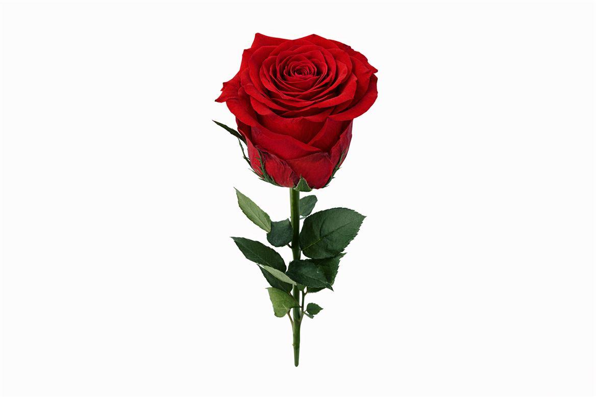 Ro Pres Stem 50cm Red Light