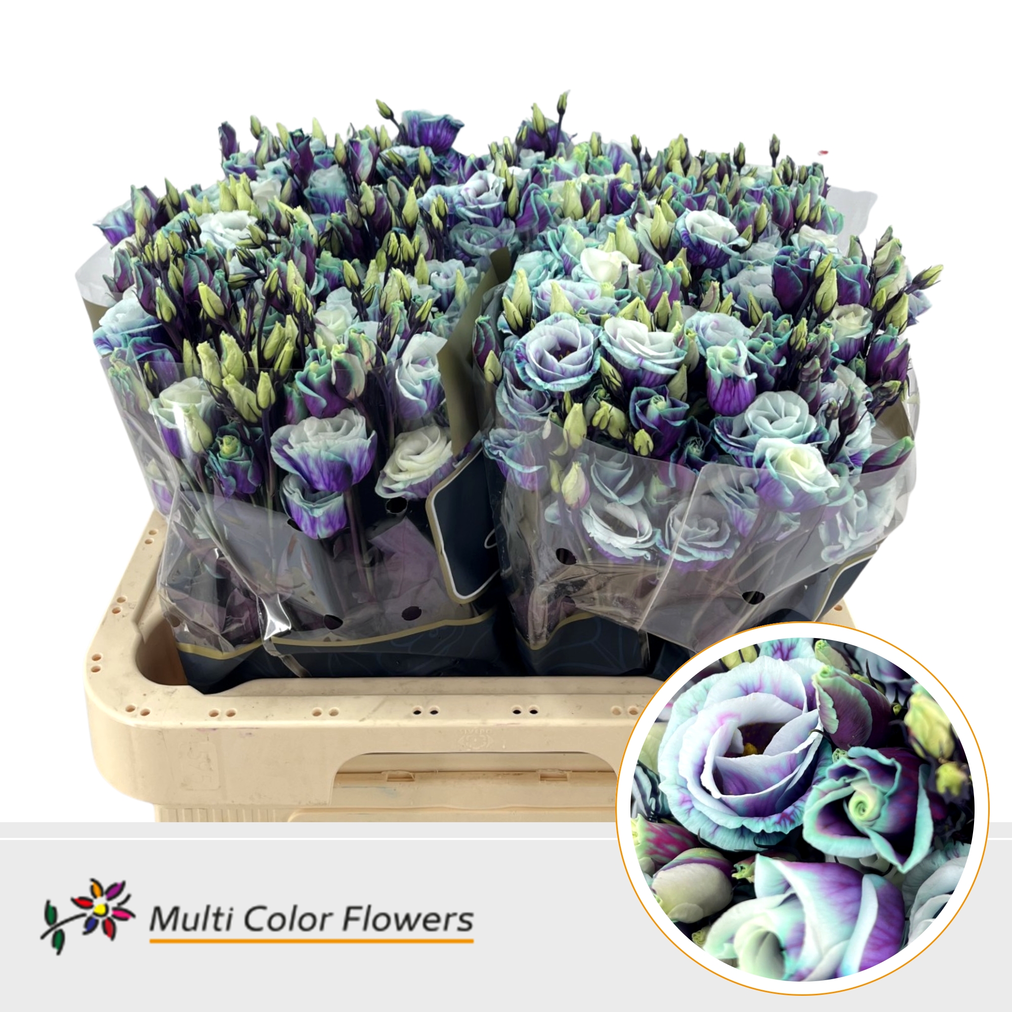 Eustoma Double Painted Milky Way 60cm