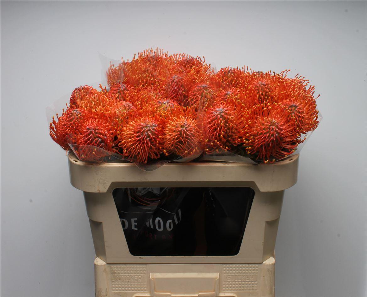 Leuco Ayoba Mandarin Zest