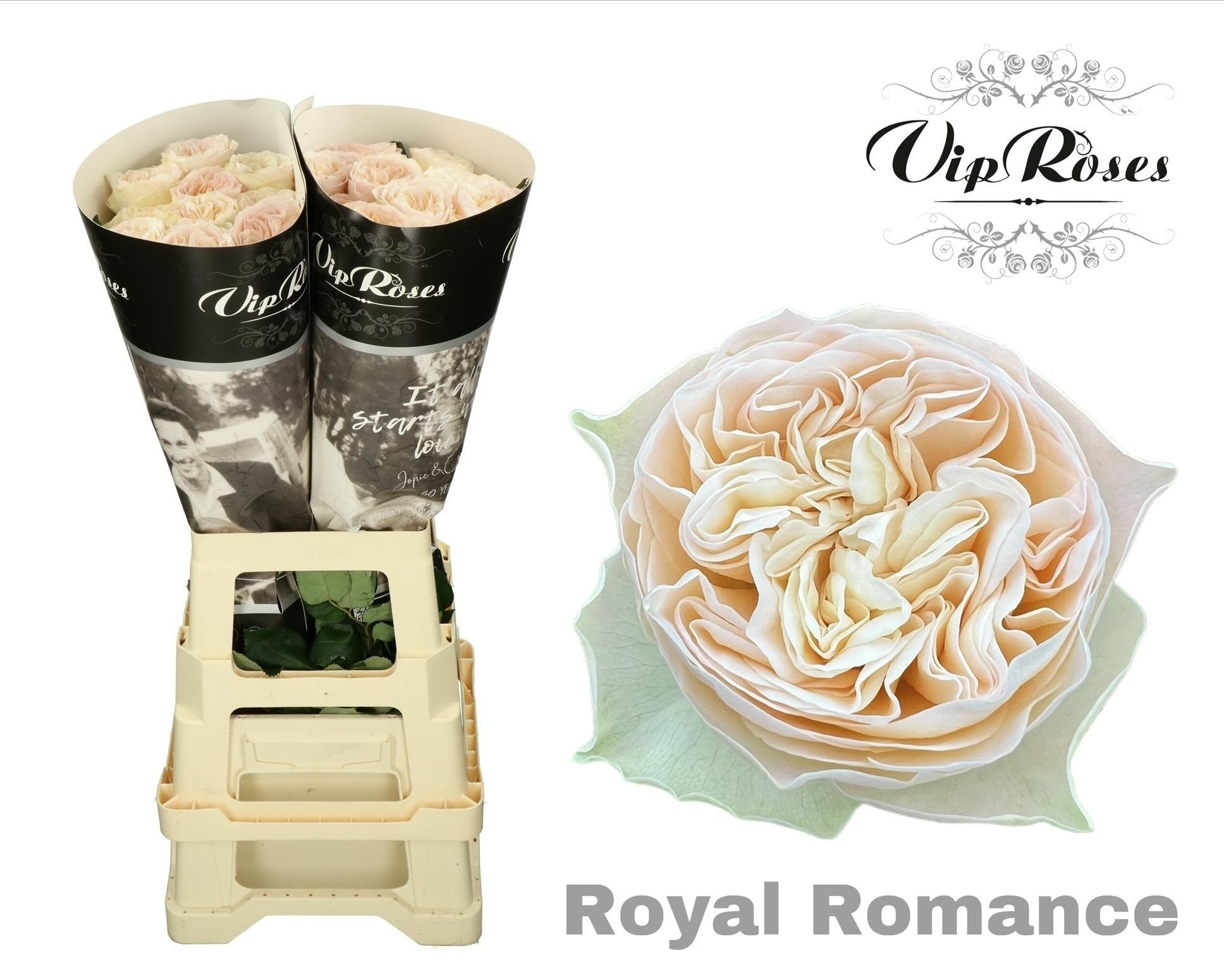 R Gr Royal Romance 70 cm
