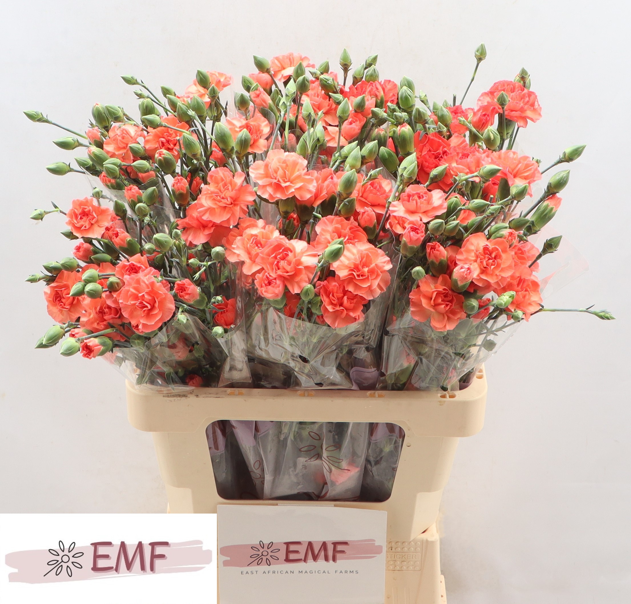 Dianthus Spray Orange Amelie 65cm