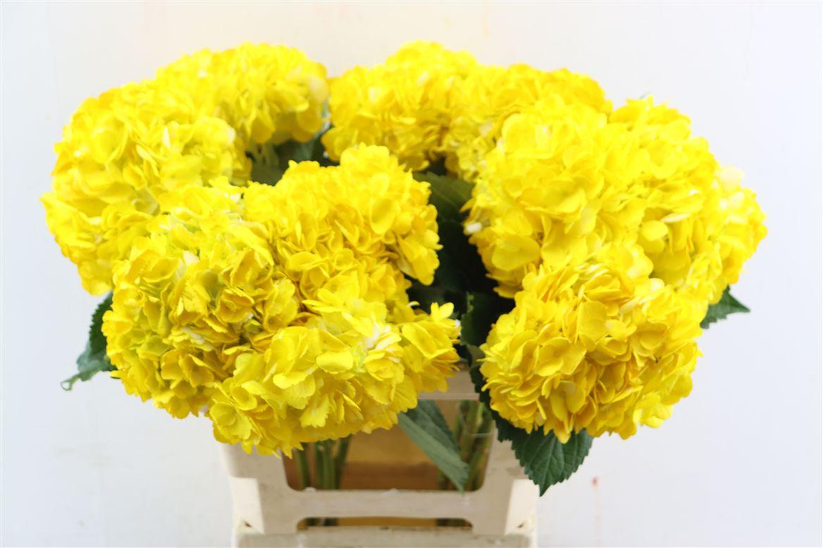Hydr M Light Yellow Tinted