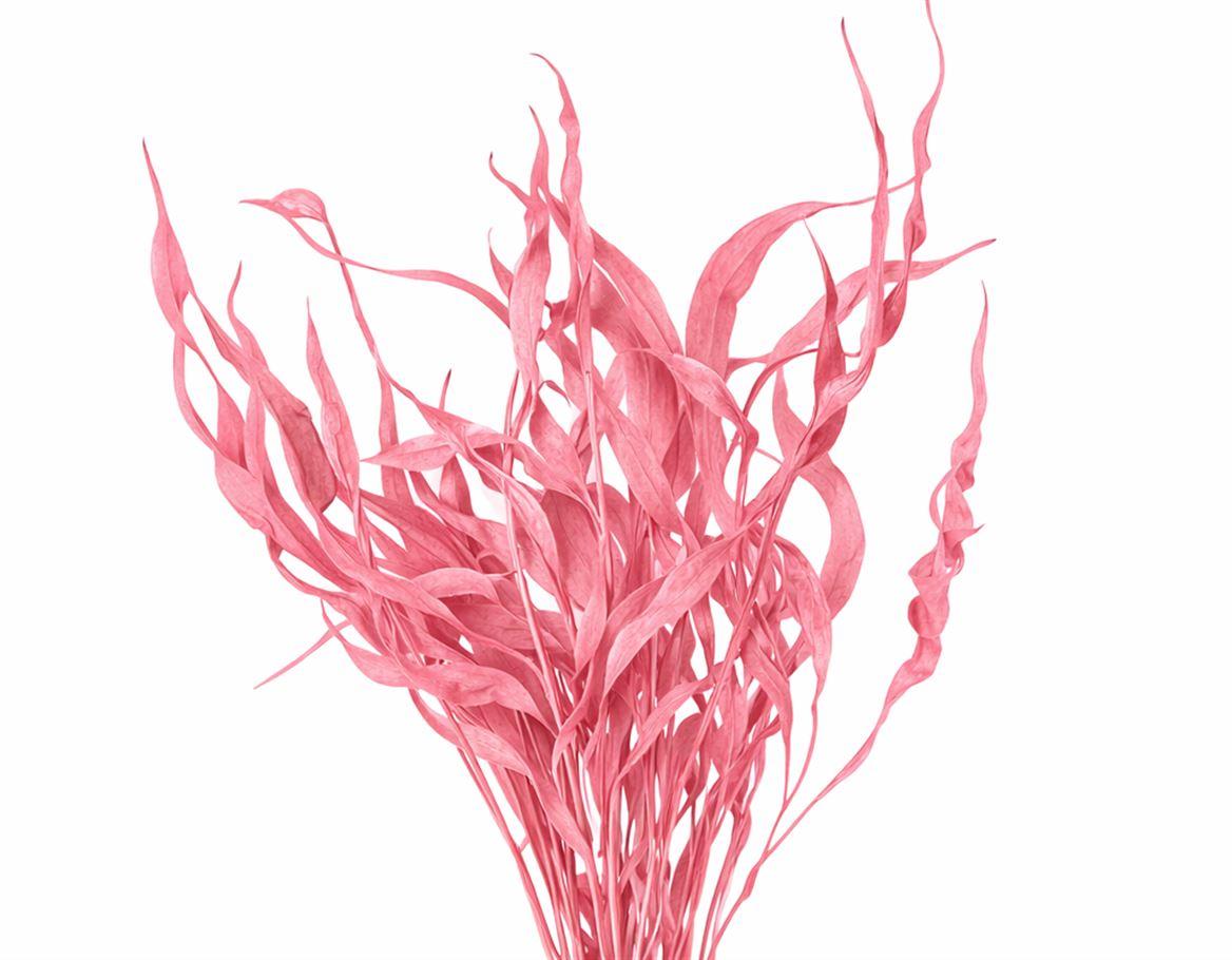 Dried Strelitziablad Lichtrose P Stem