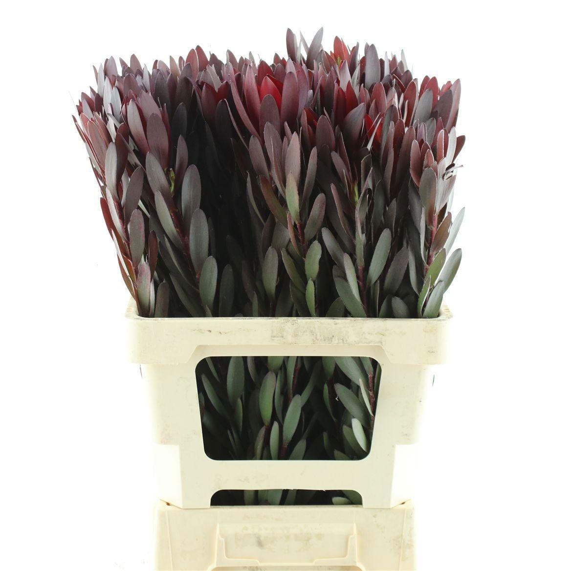 Leucad Saf Sunset 70 Cm