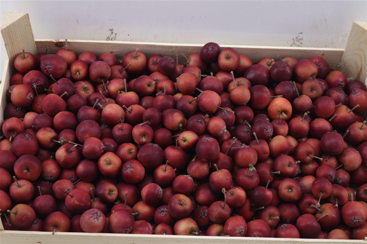 Sier Malusappel Dark Red 5kg P Box
