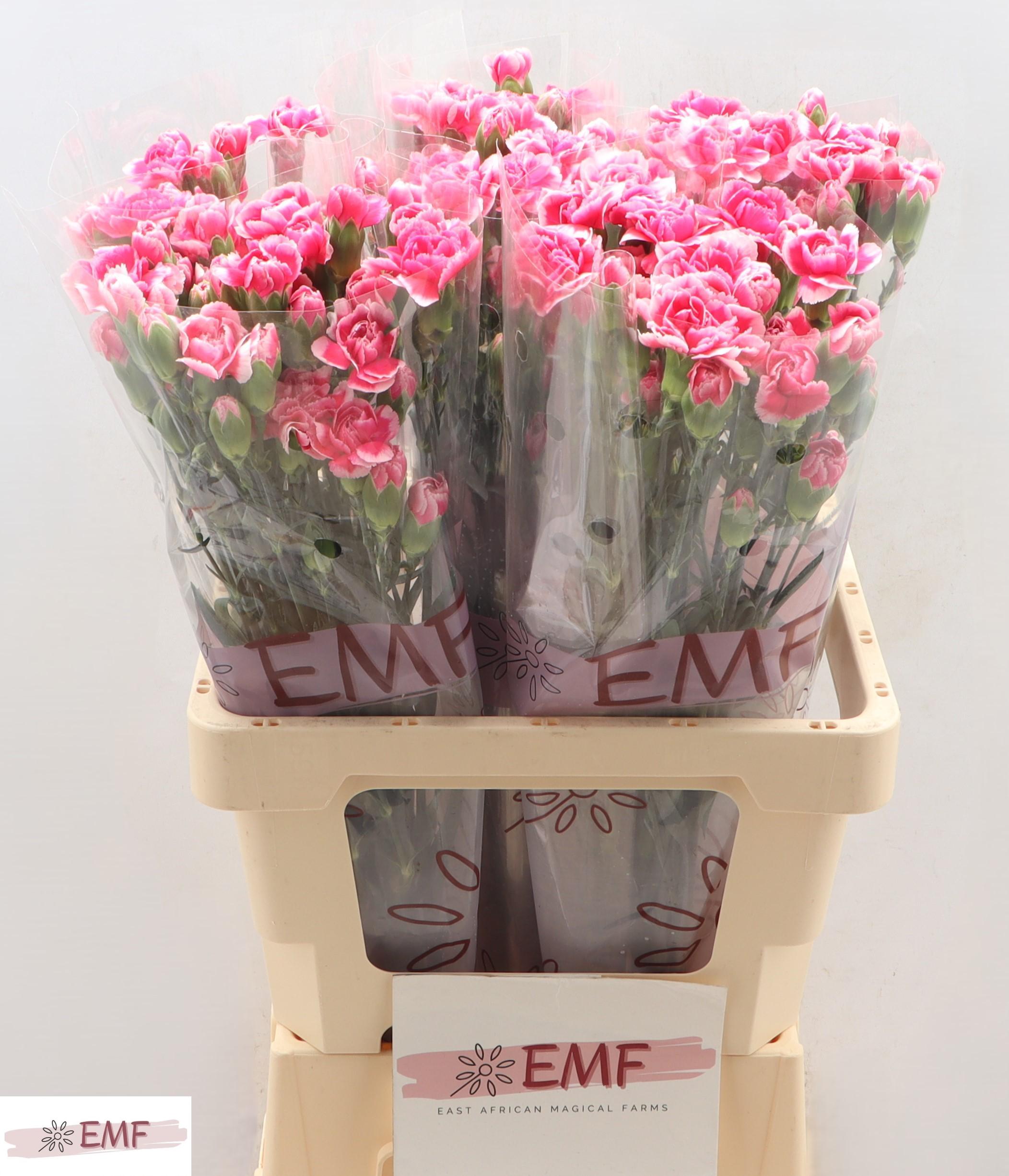 Dianthus Spray Cosmocherry 65cm