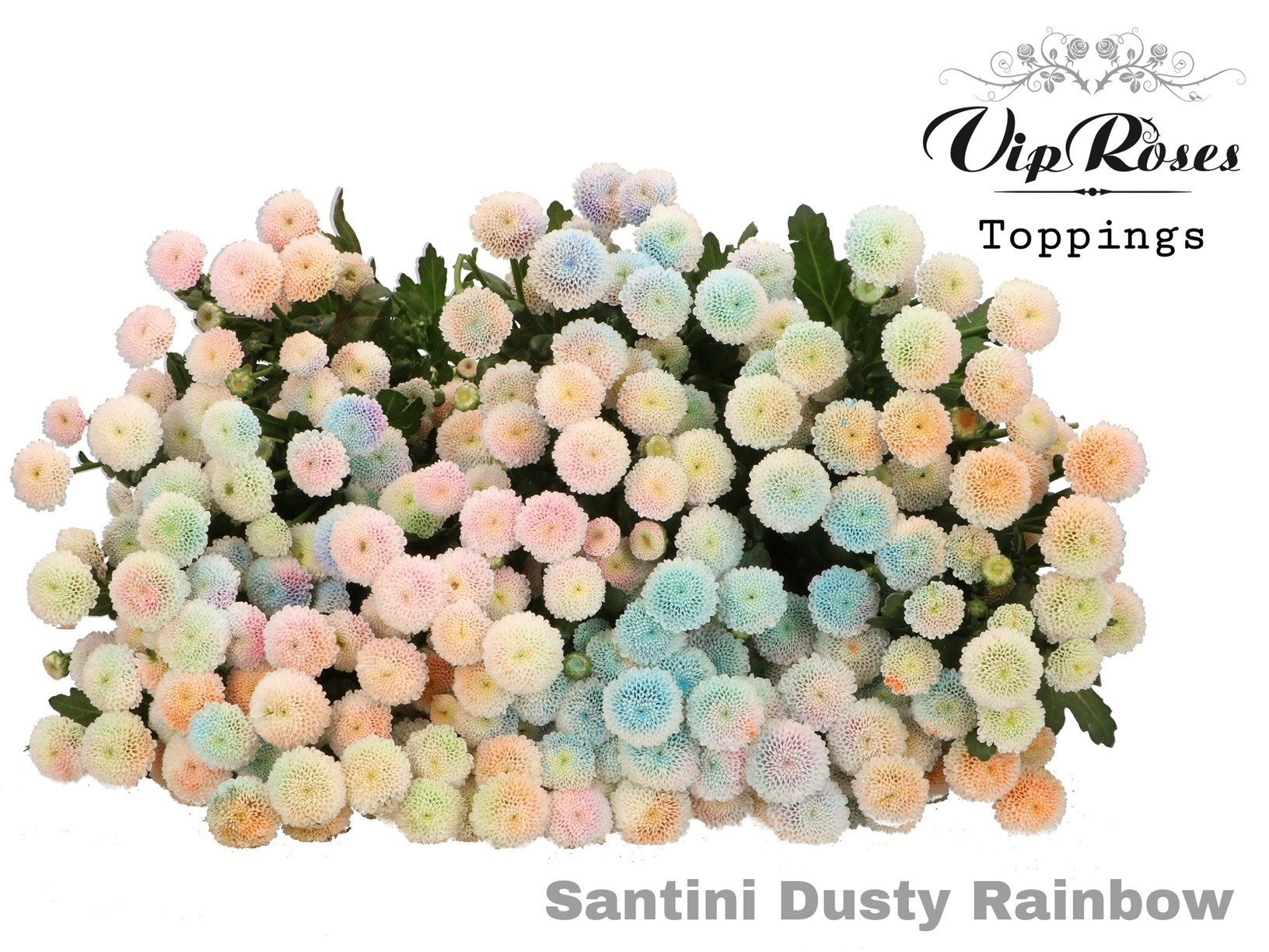 Multicolored Santini Chrysanthemum Bouquet
