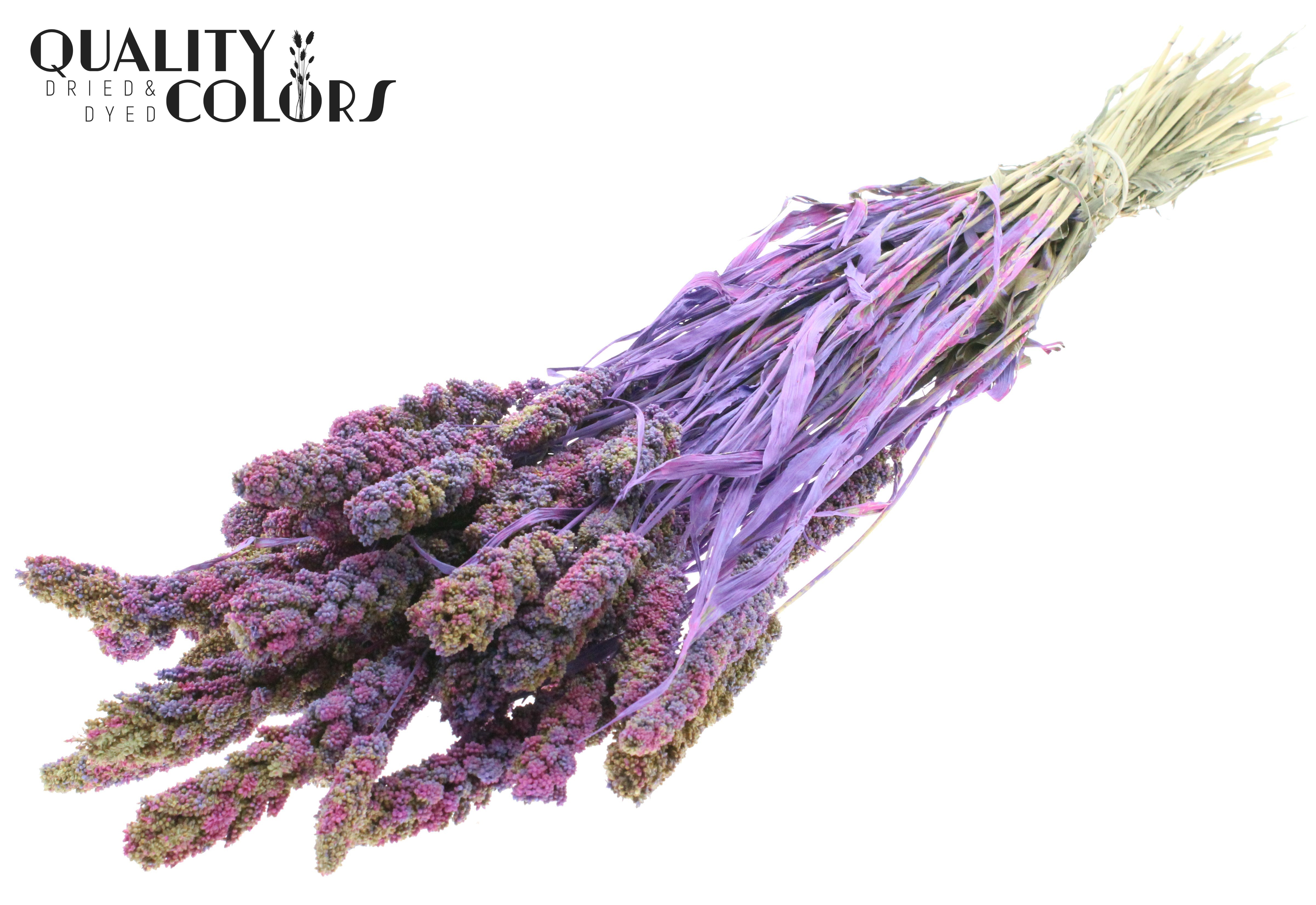 Panicum Milka Per Bunch 60cm