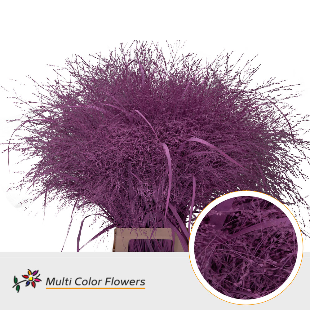 Panicum Painted Fountain New Pink 90cm