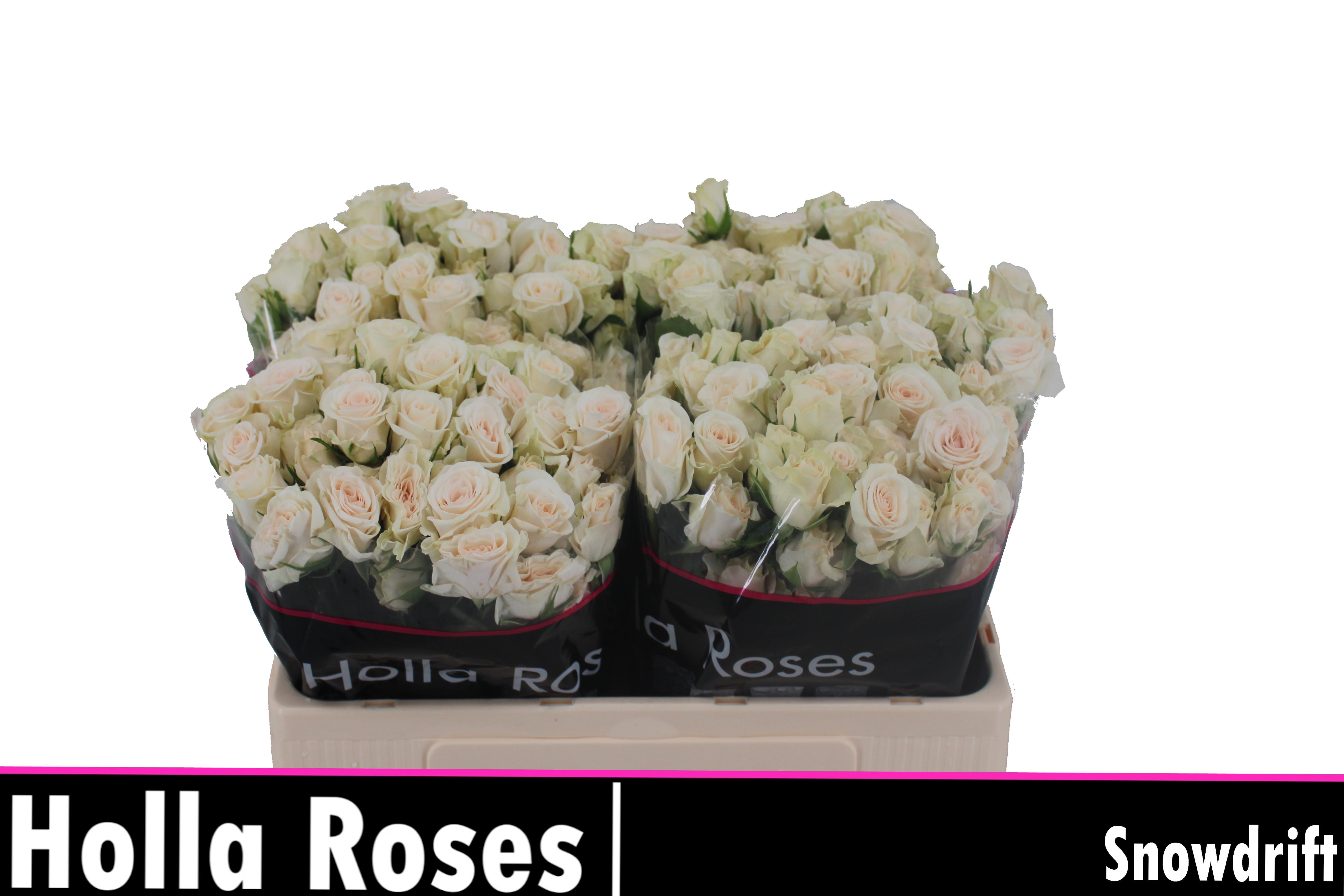 R Tr Snowdrift 50cm