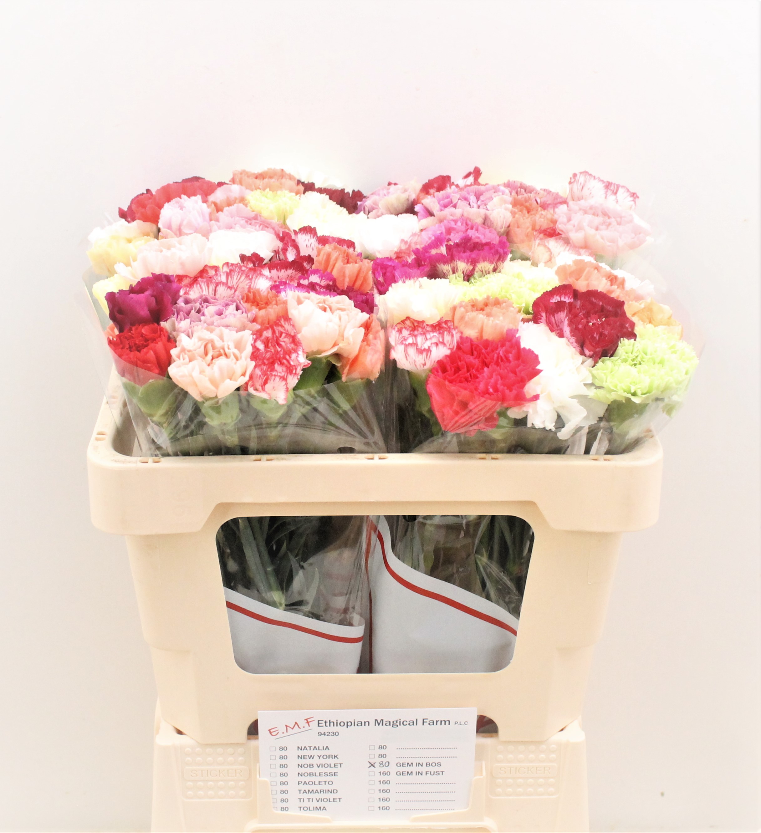 Dianthus Single Mix Per Bunch 50cm