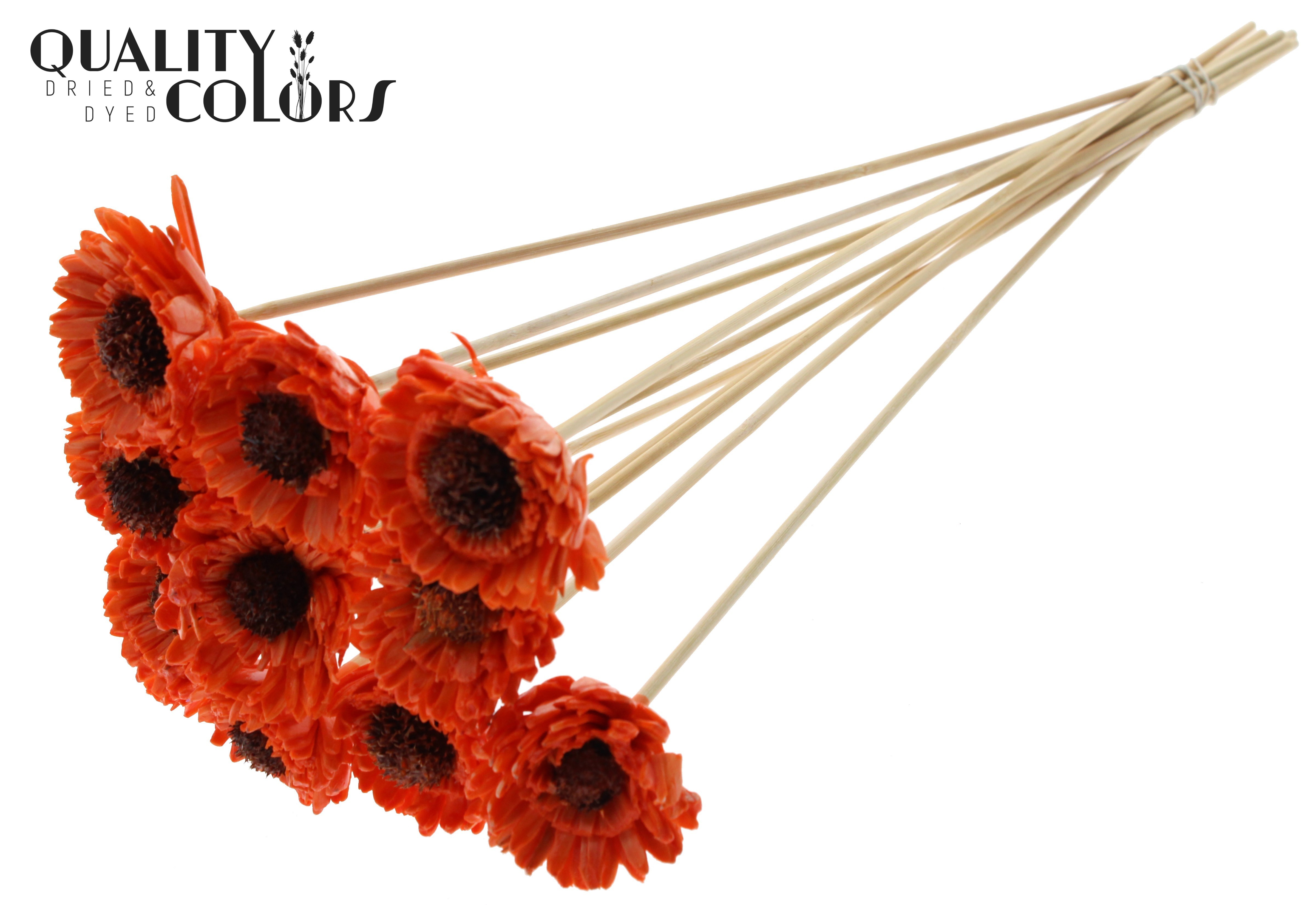 Shola Daisy Sunflower Wax Orange 50cm