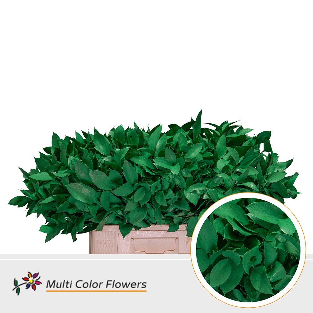 Ruscus Groen Donker