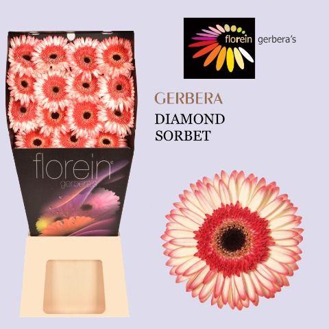 Ge Gr Sorbet Diamond 45