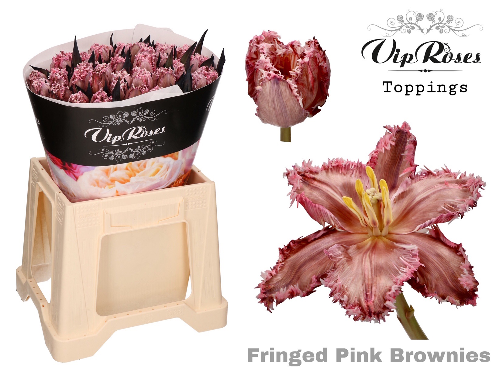 Tulipa Frilled Vip Fringed Pink Brownies 38cm 34gram