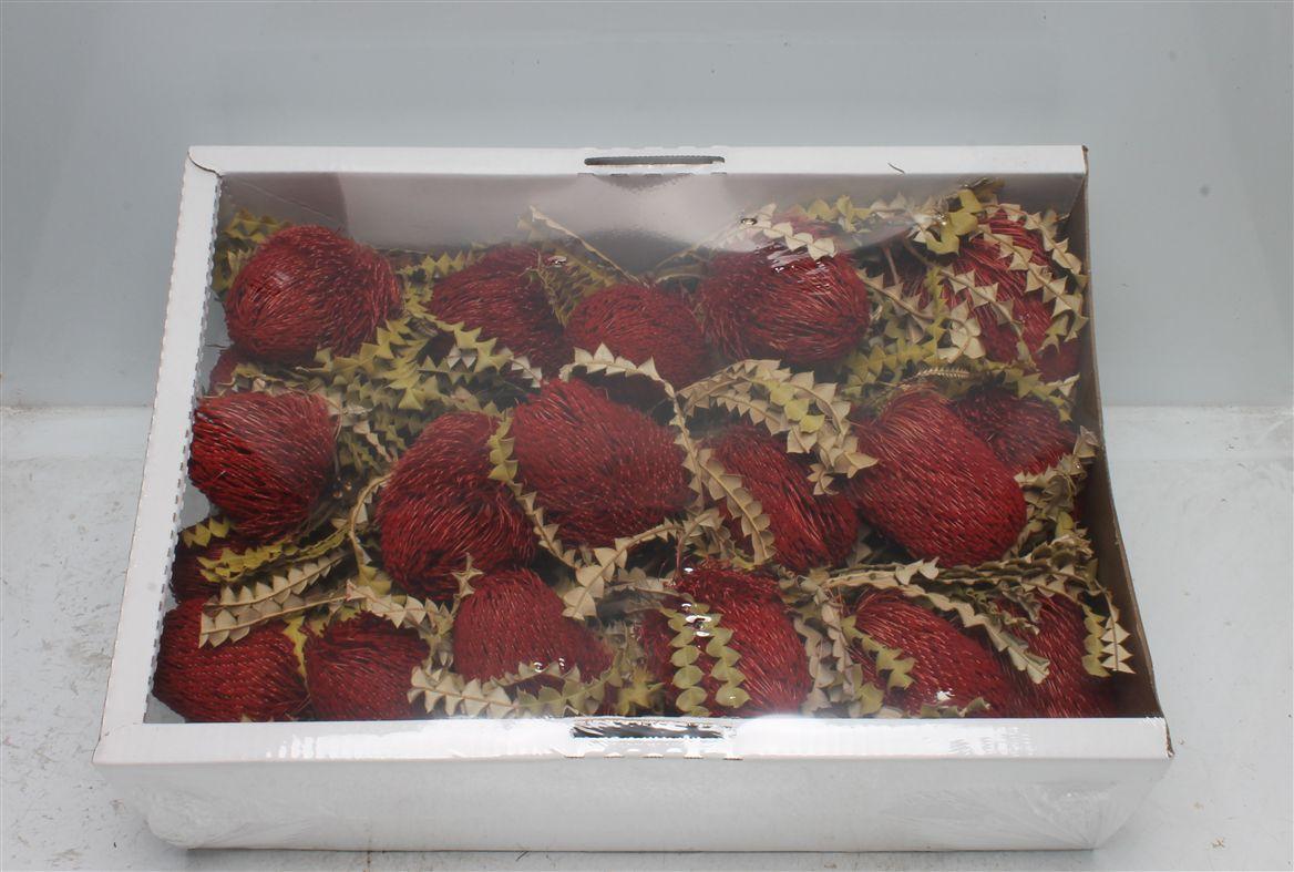 Banksia Speciosa Red ( X 30 St )
