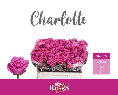 Rosa Tan Charlotte 50cm