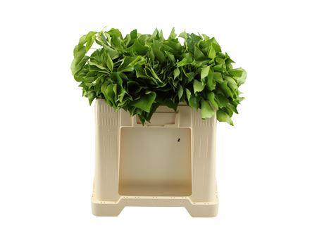 Hedera Bp