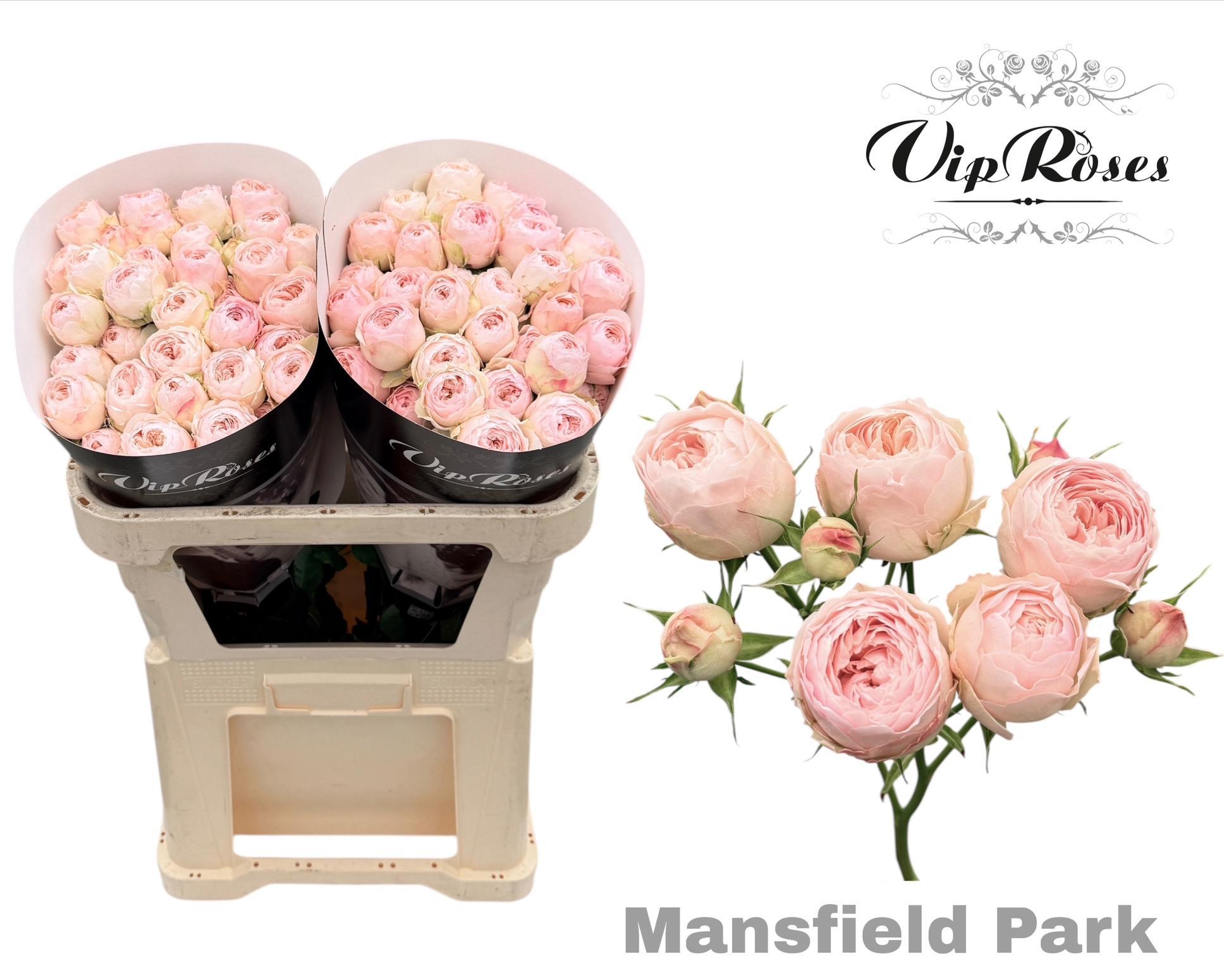 R Tr Mansfield Park 70 cm